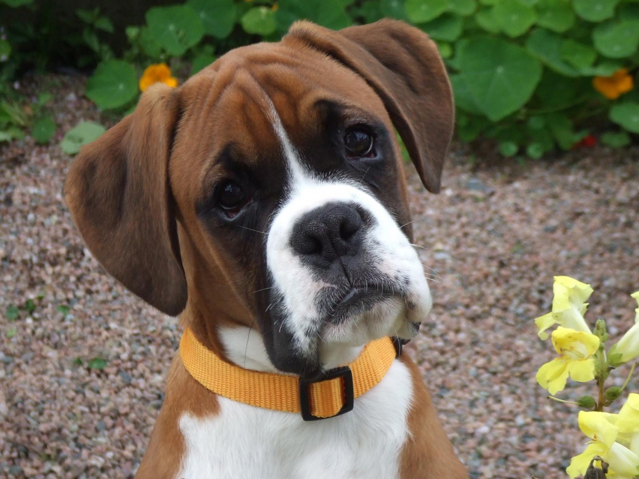  - Animals___Dogs_Portrait_of_cute_young_boxer_050463_