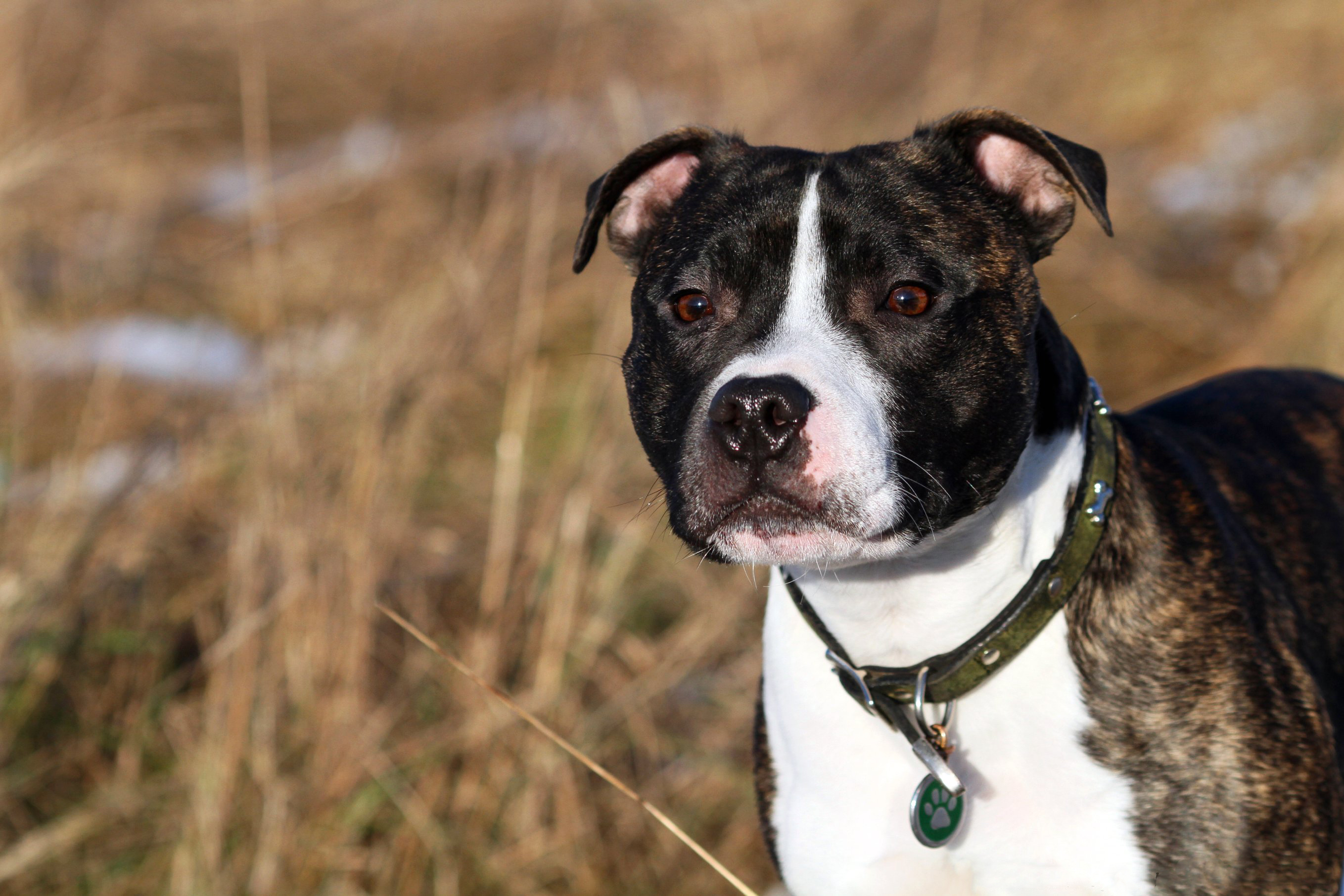 The Beautiful Staffordshire Bull Terrier wallpapers and ...