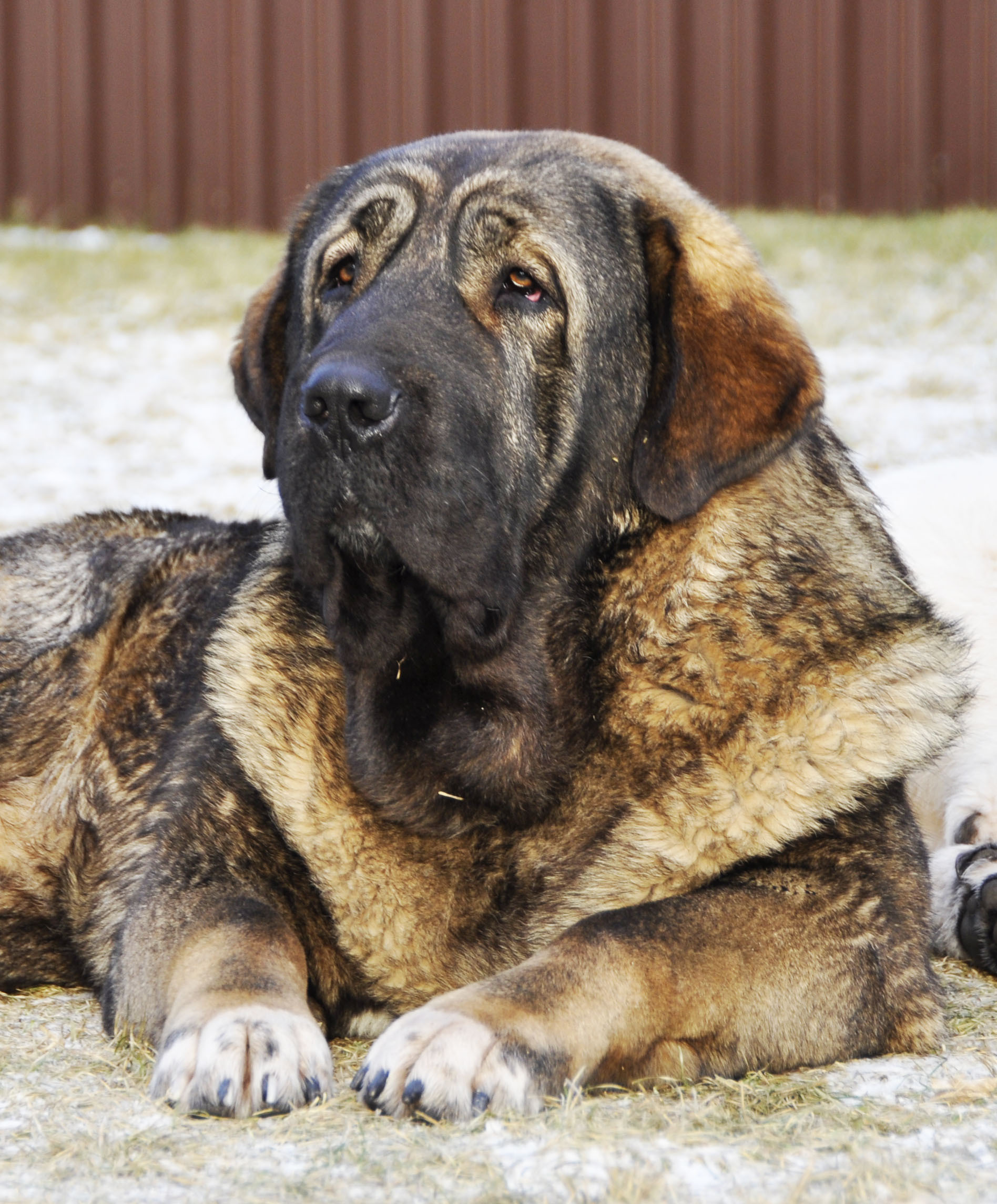 The Huge Spanish mastiff on the floor wallpapers and images