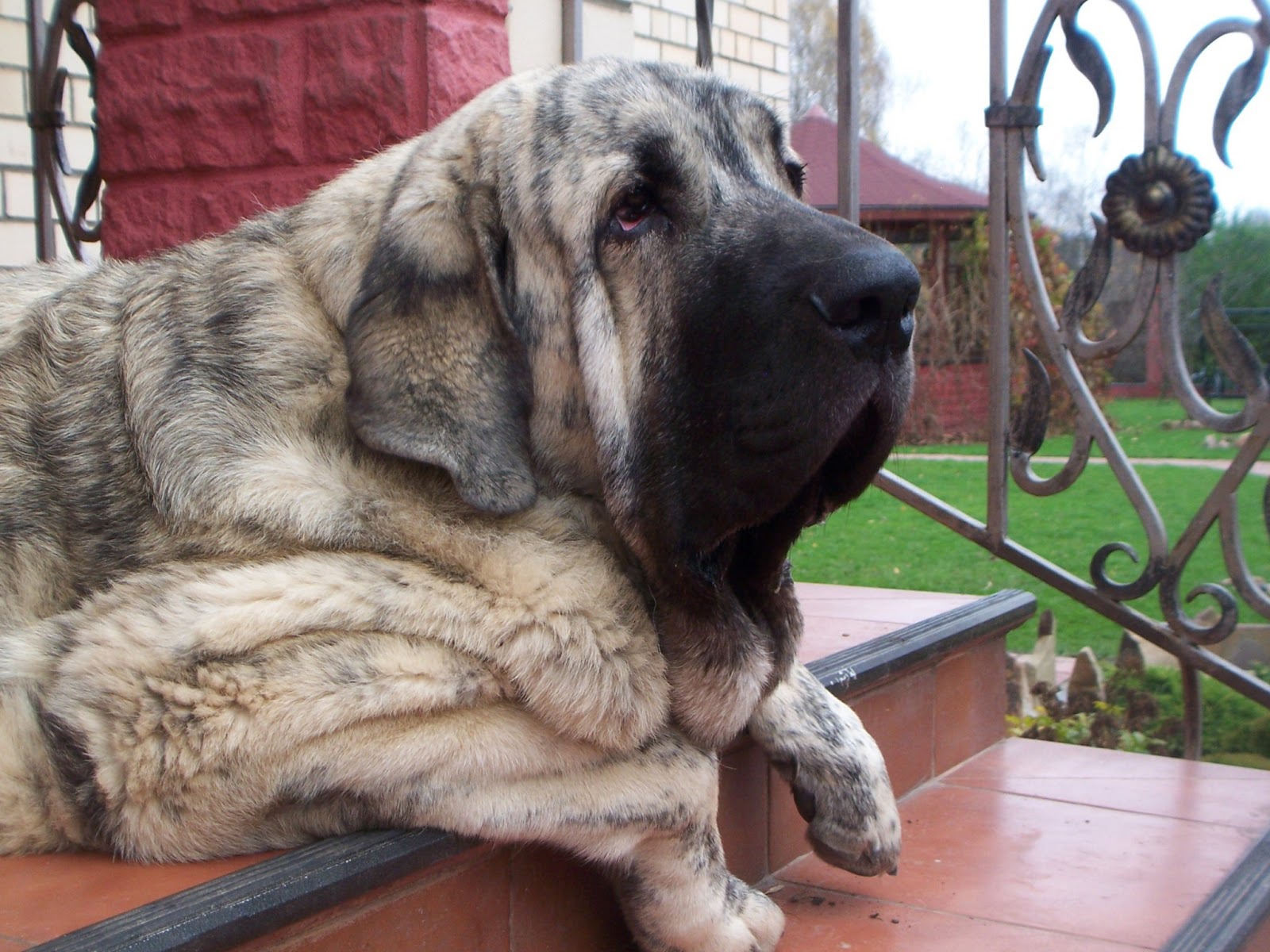 The Spanish mastiff lying on the stairs wallpapers and images