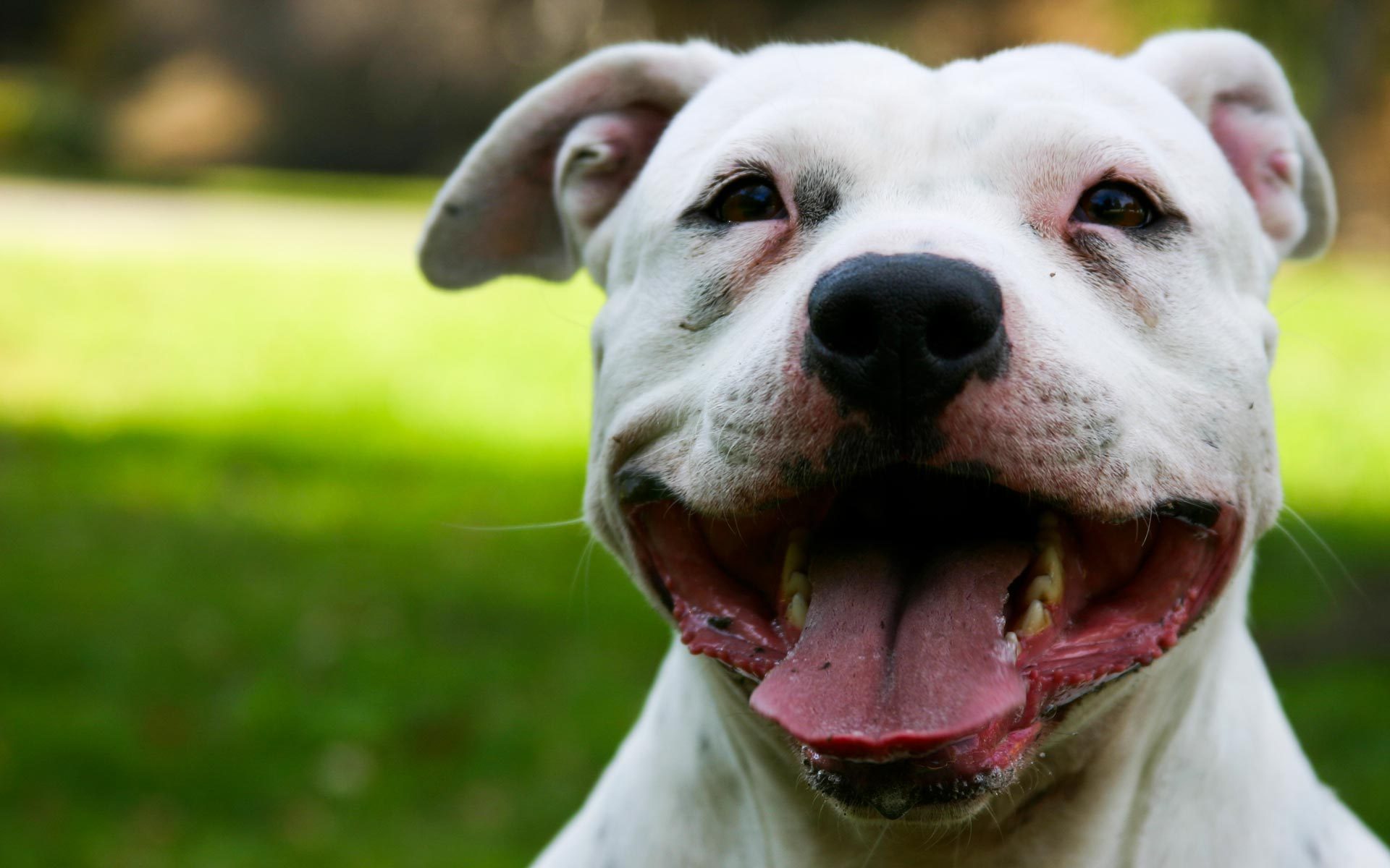 The White Staffordshire Bull Terrier wallpapers and images ...