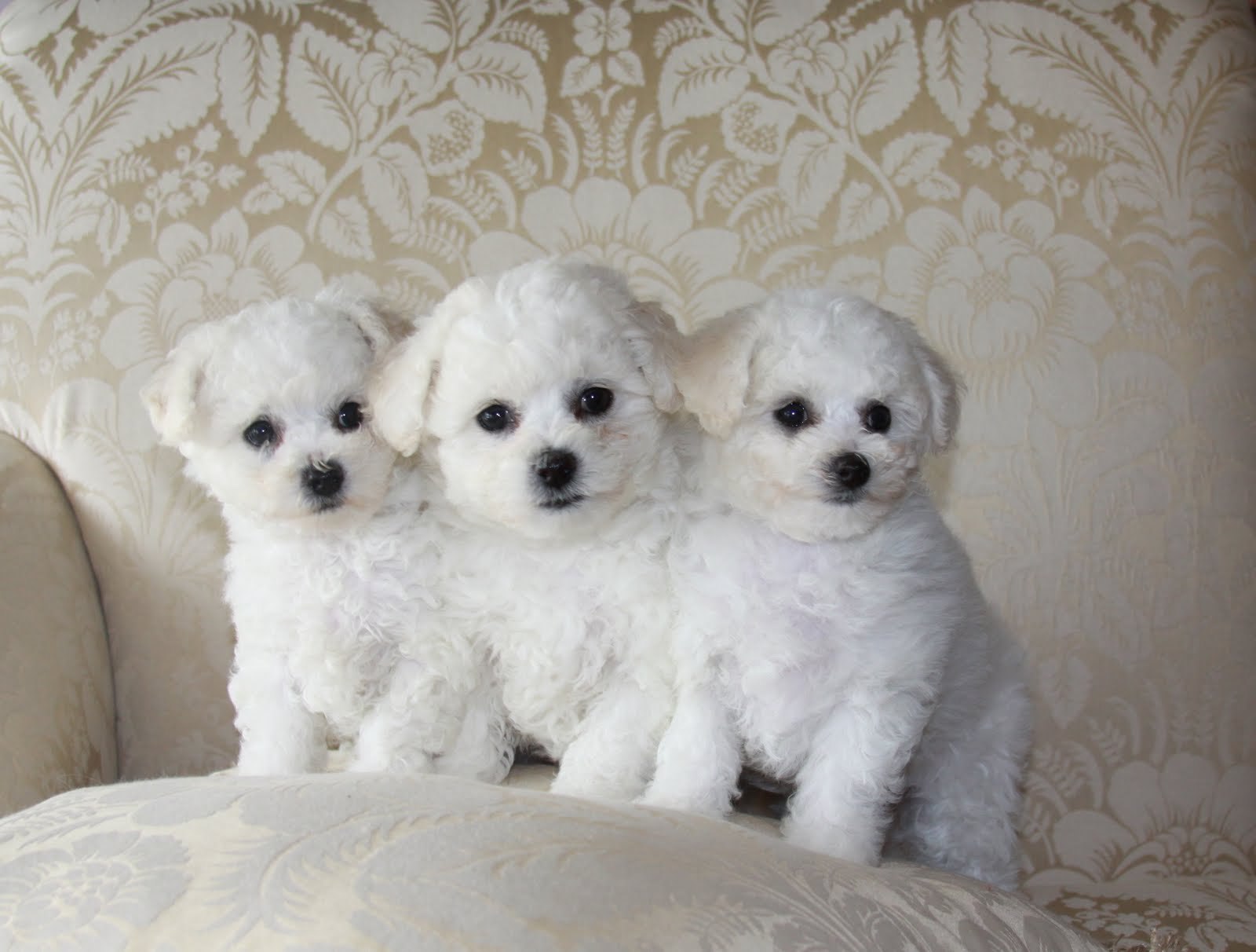 Three puppy Bichon Frise on the couch wallpapers and images