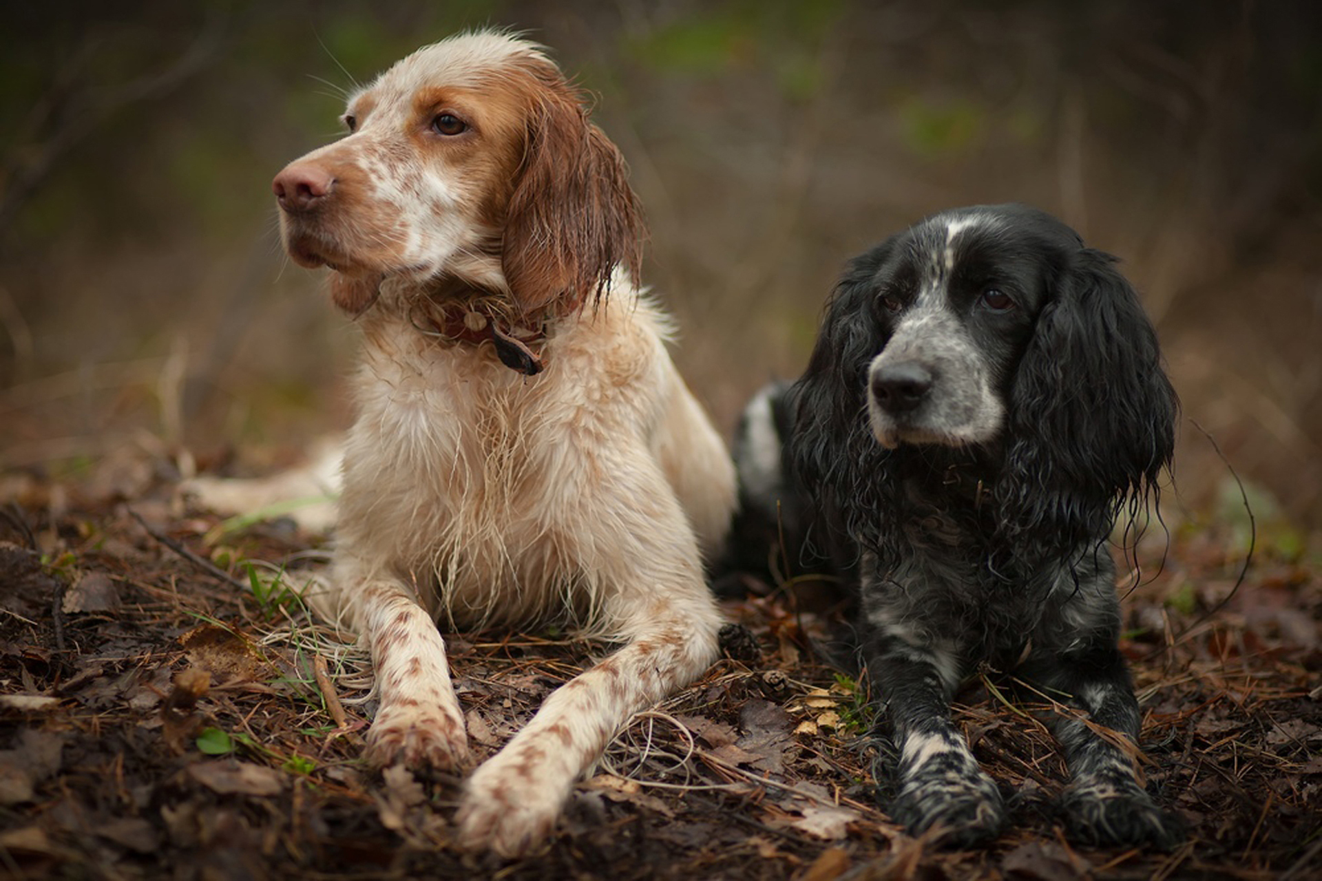 Two beautiful English Setter wallpapers and images - wallpapers