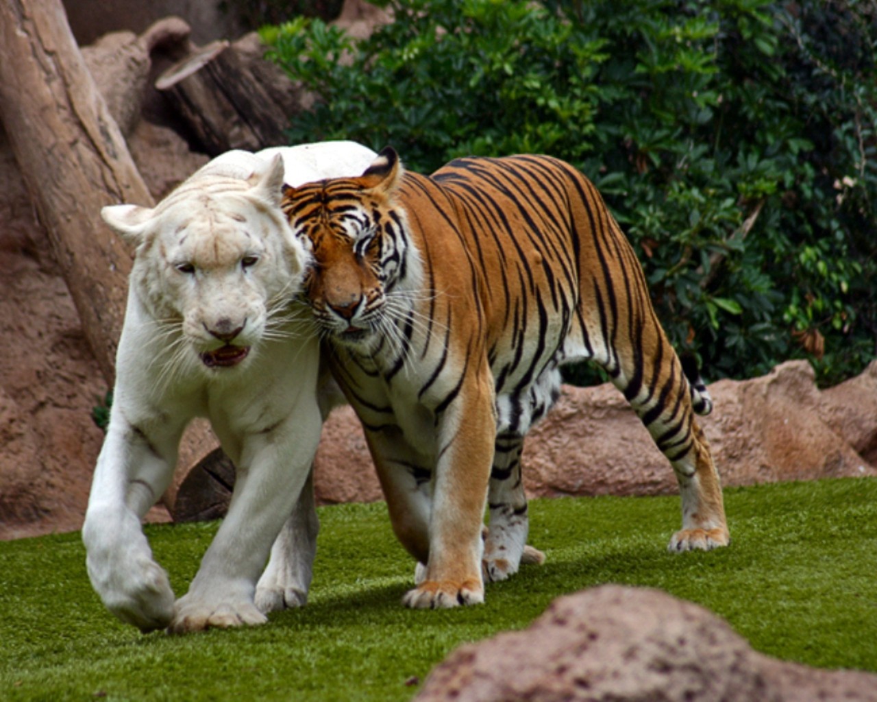 Animals___Wild_cats_Bengal_tiger_an_albino_043718_.jpg