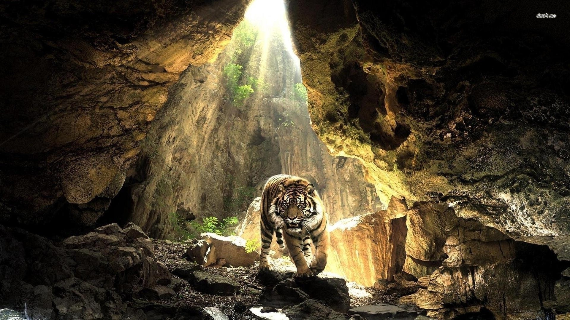 http://www.zastavki.com/pictures/originals/2013/Animals___Wild_cats___Tiger_cave_047209_.jpg