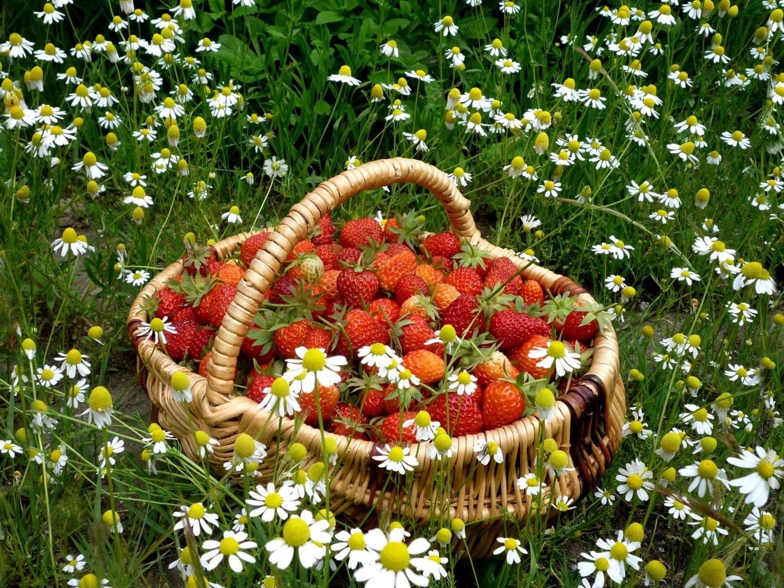 Basket of strawberries among daisies wallpapers and images 