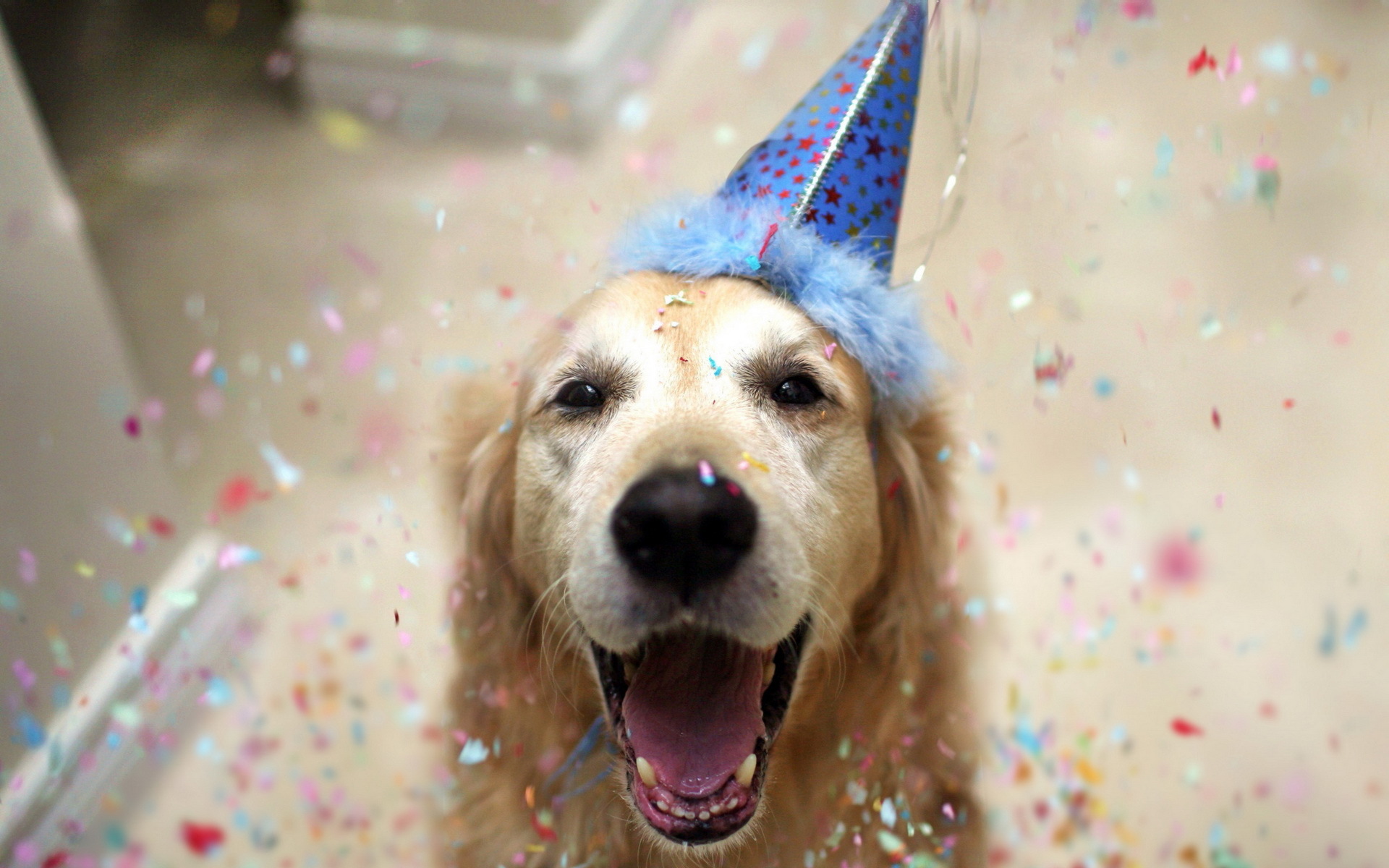 Happy dog on birthday wallpapers and images - wallpapers, pictures, photos