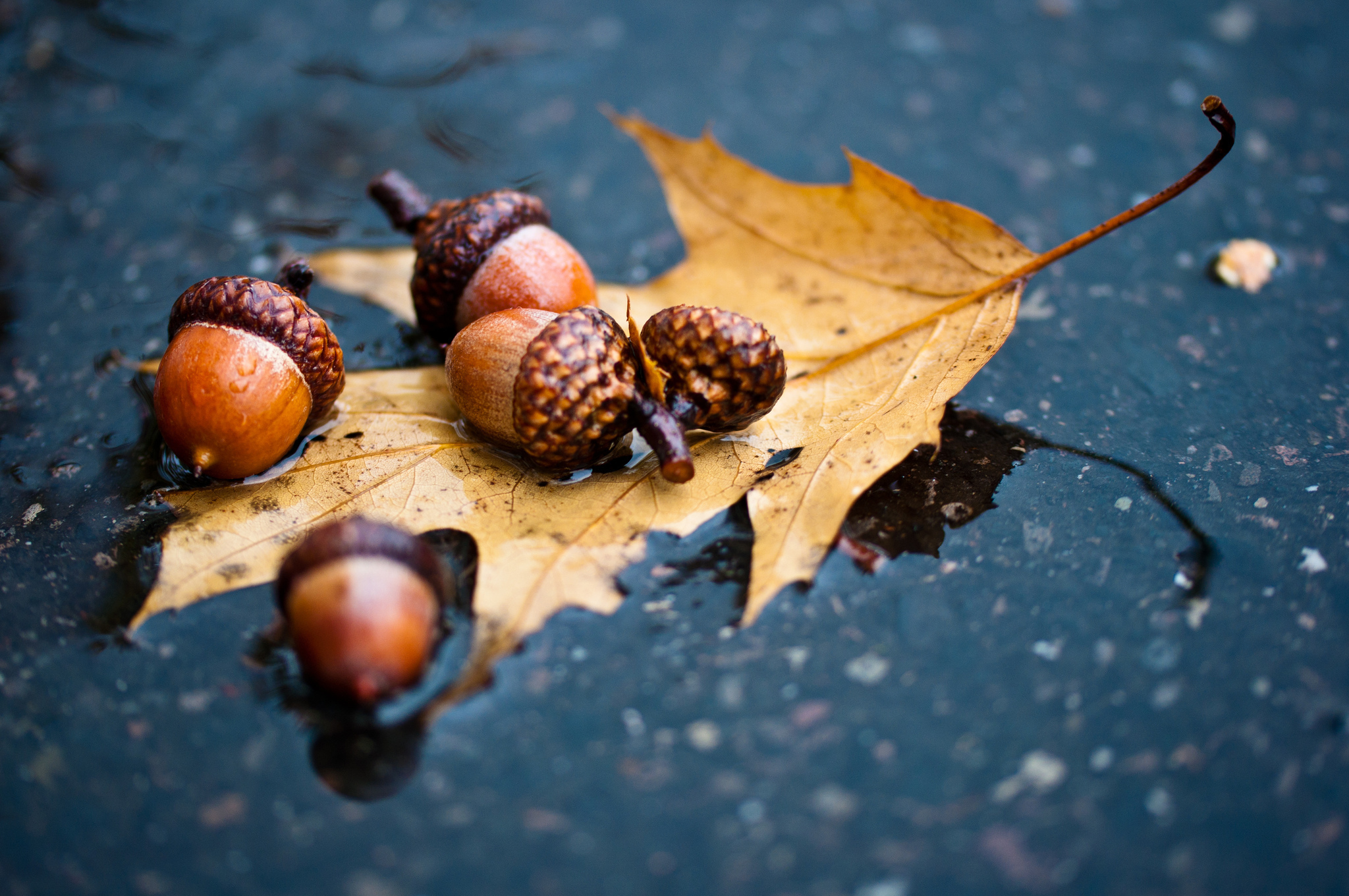 Leaves, Water, acorn, Oak, Autumn leaves wallpapers and images