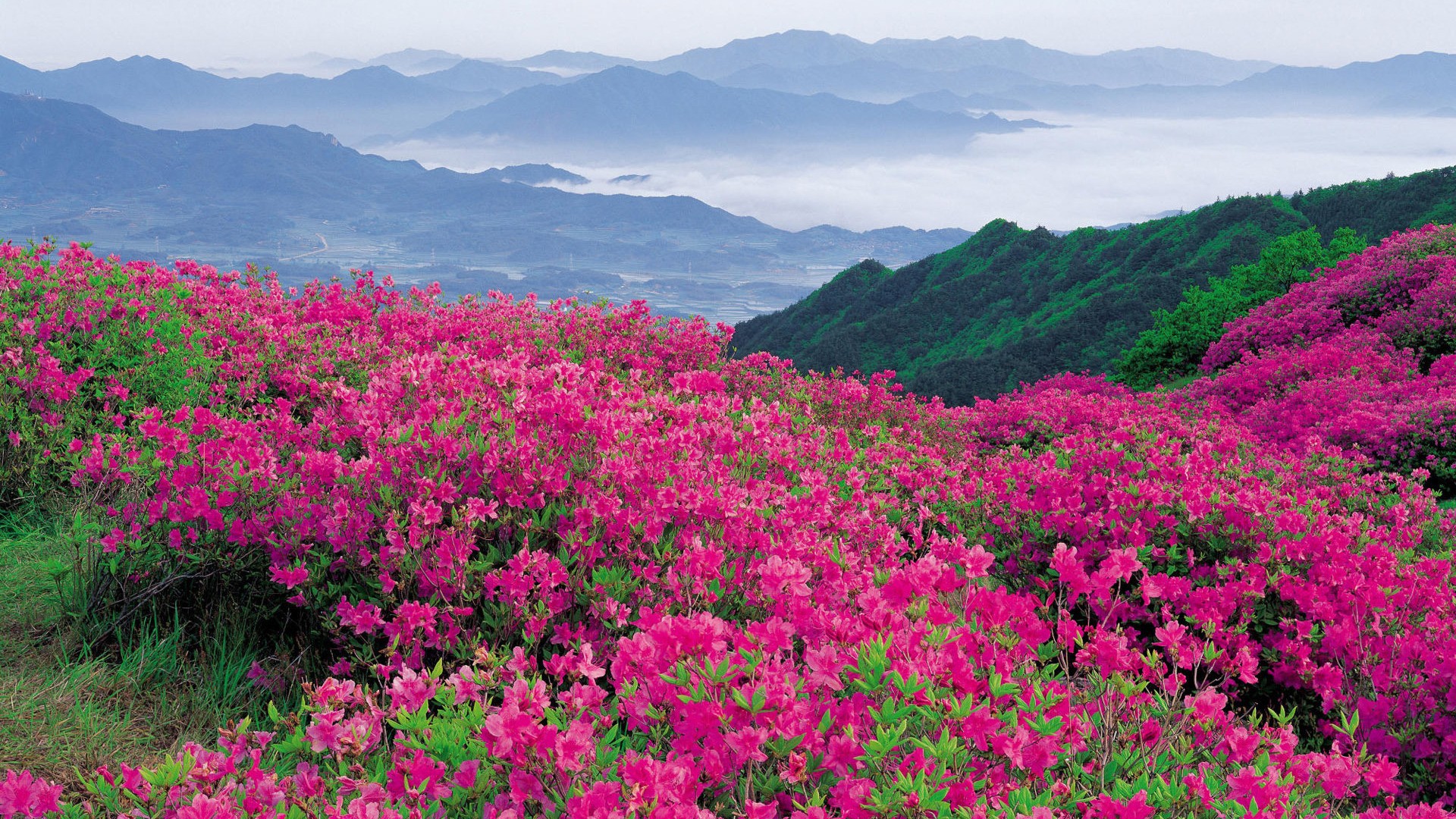 Nature___Flowers_Flowers_in_the_mountains_042313_.jpg
