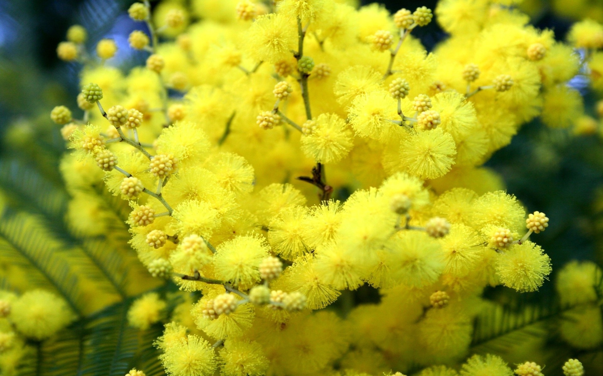 http://www.zastavki.com/pictures/originals/2013/Nature___Flowers_Yellow_flowers_in_the_spring_042392_.jpg
