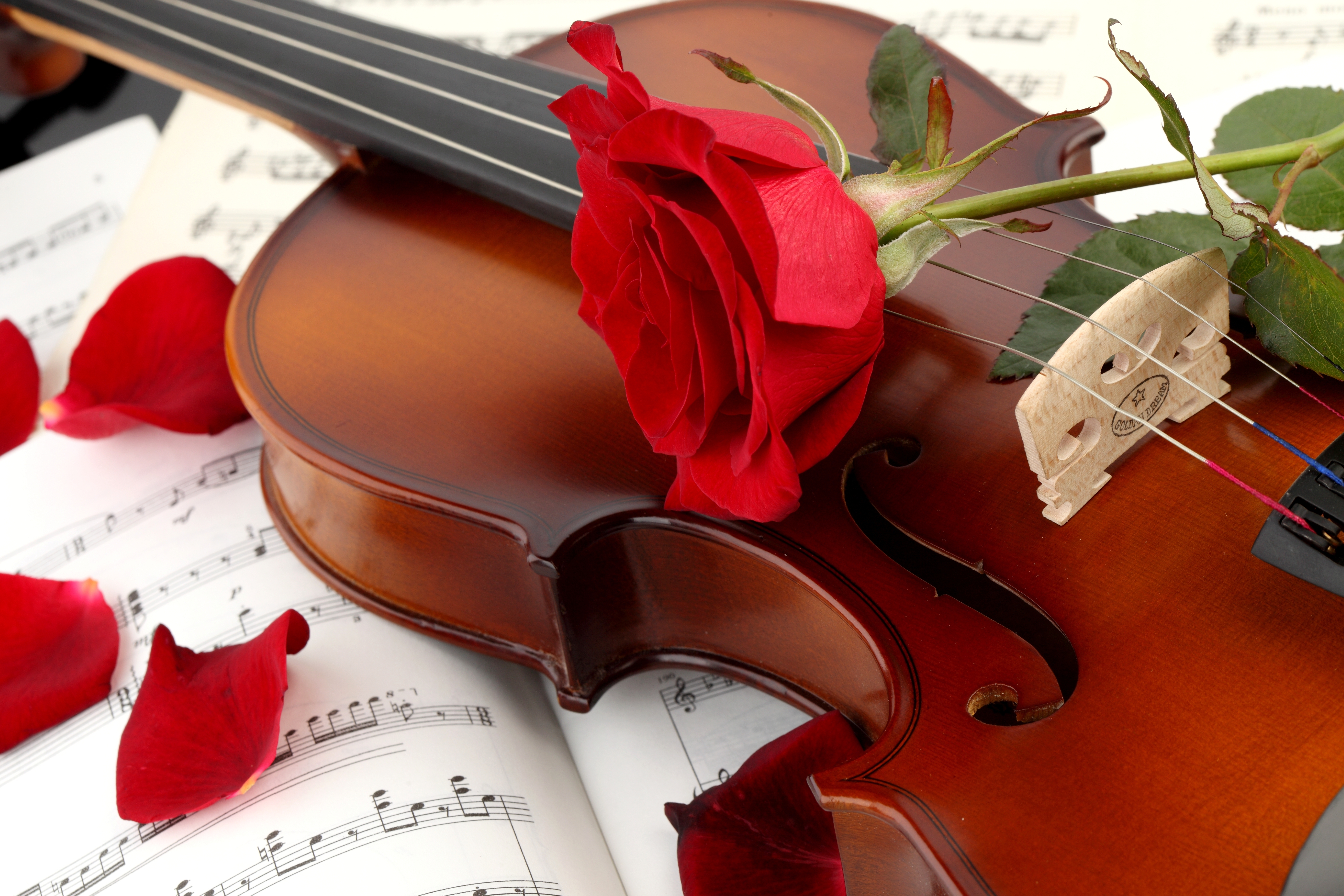 Leaves, Red rose, rose Petals, violin, notes wallpapers ...