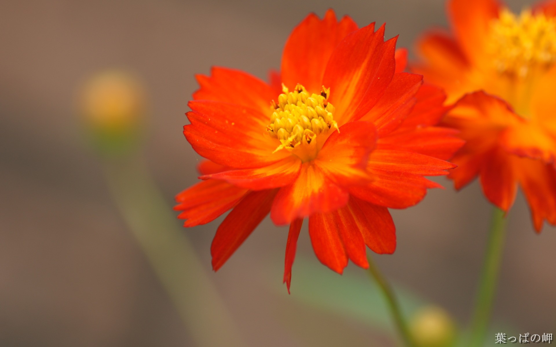 Orange yellow flower wallpapers and images - wallpapers ...