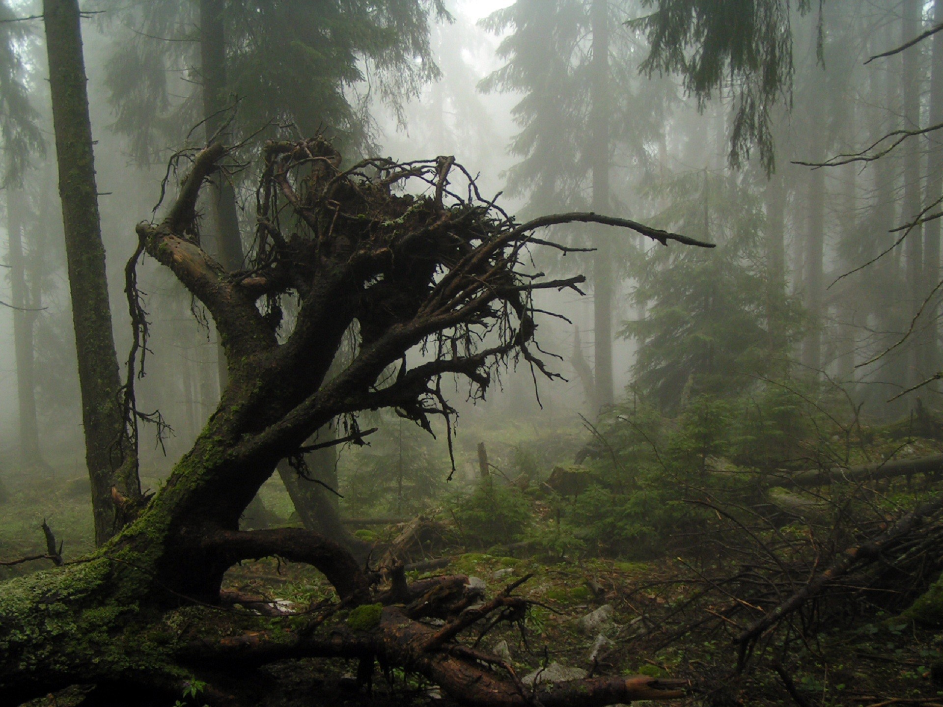 Nature___Forest___The_roots_of_a_fallen_tree_053460_.jpg