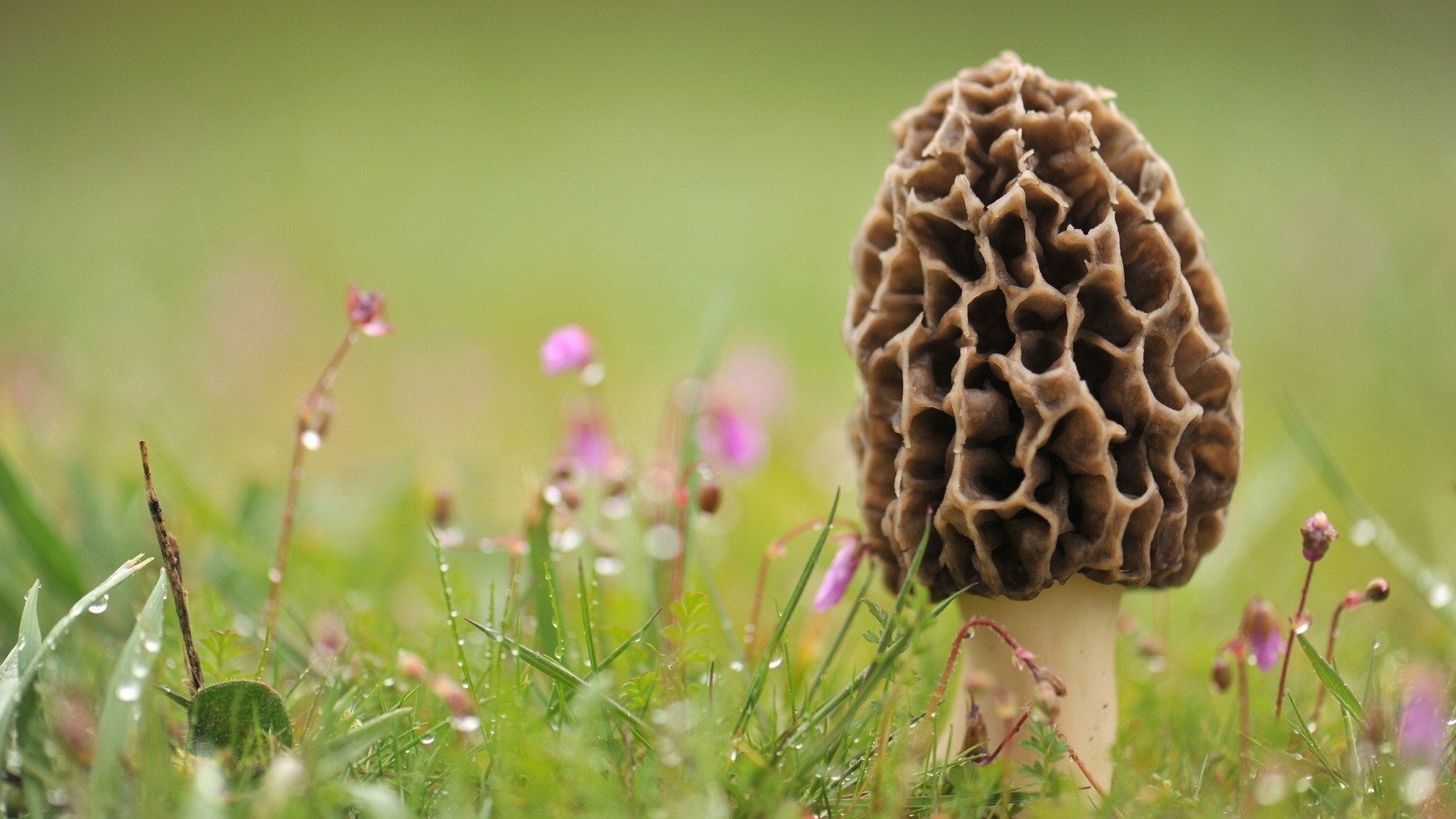 Morel mushroom wallpapers and images - wallpapers, pictures, photos