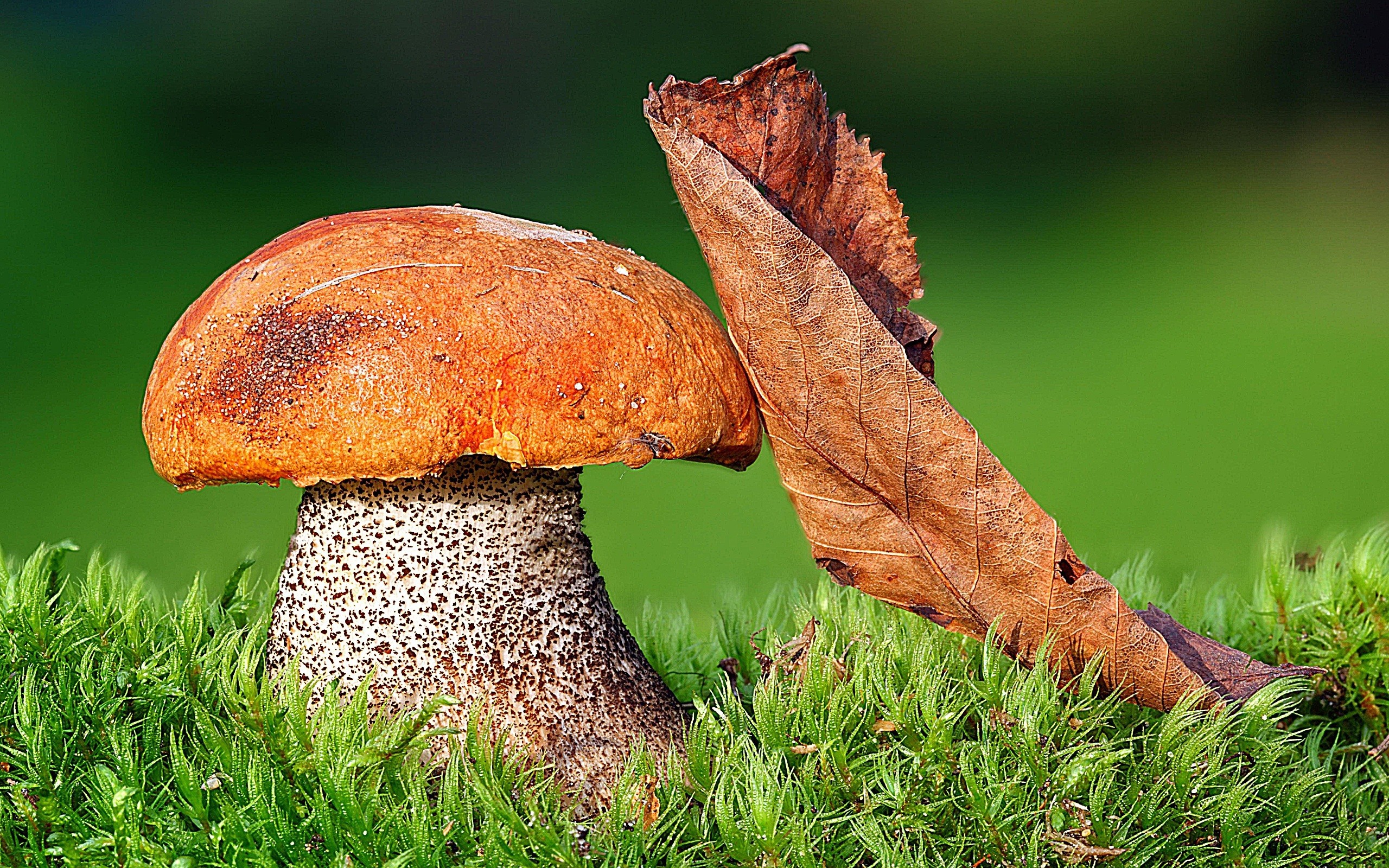 Orange-cap boletus mushroom sheet wallpapers and images - wallpapers