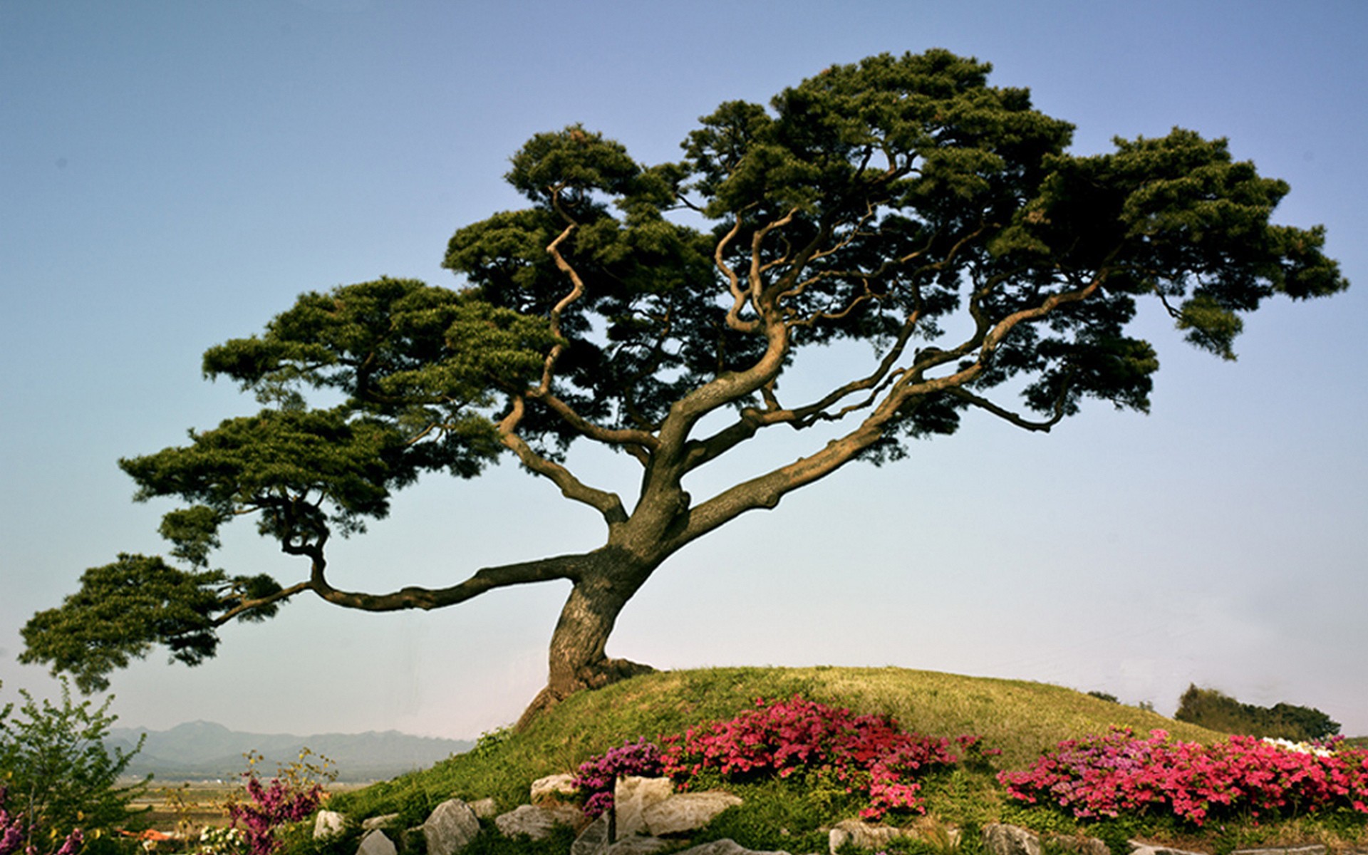 Japanese pine-tree on a mountain wallpapers and images - wallpapers