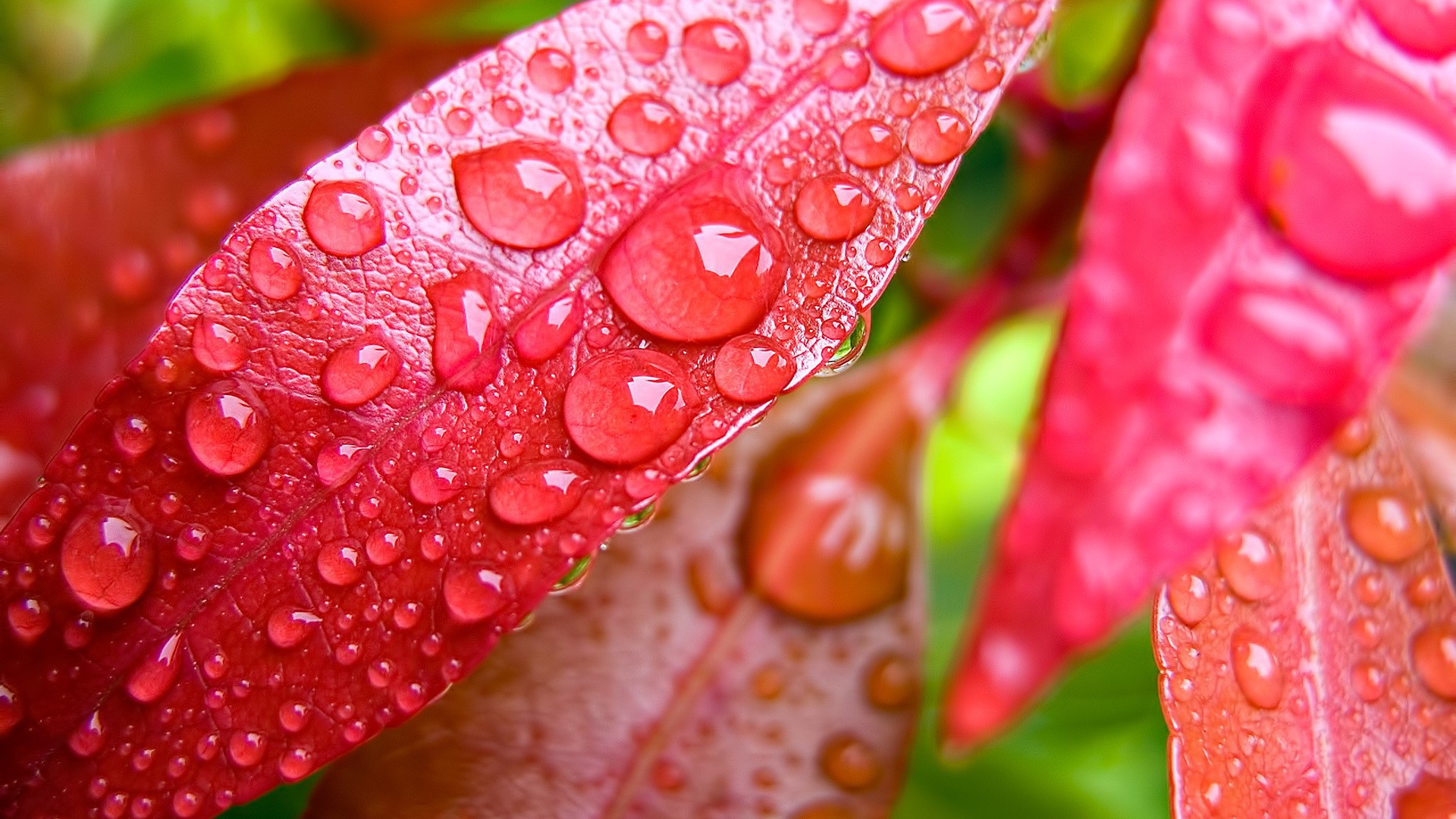 Dew drops on red leaves wallpapers and images - download 
