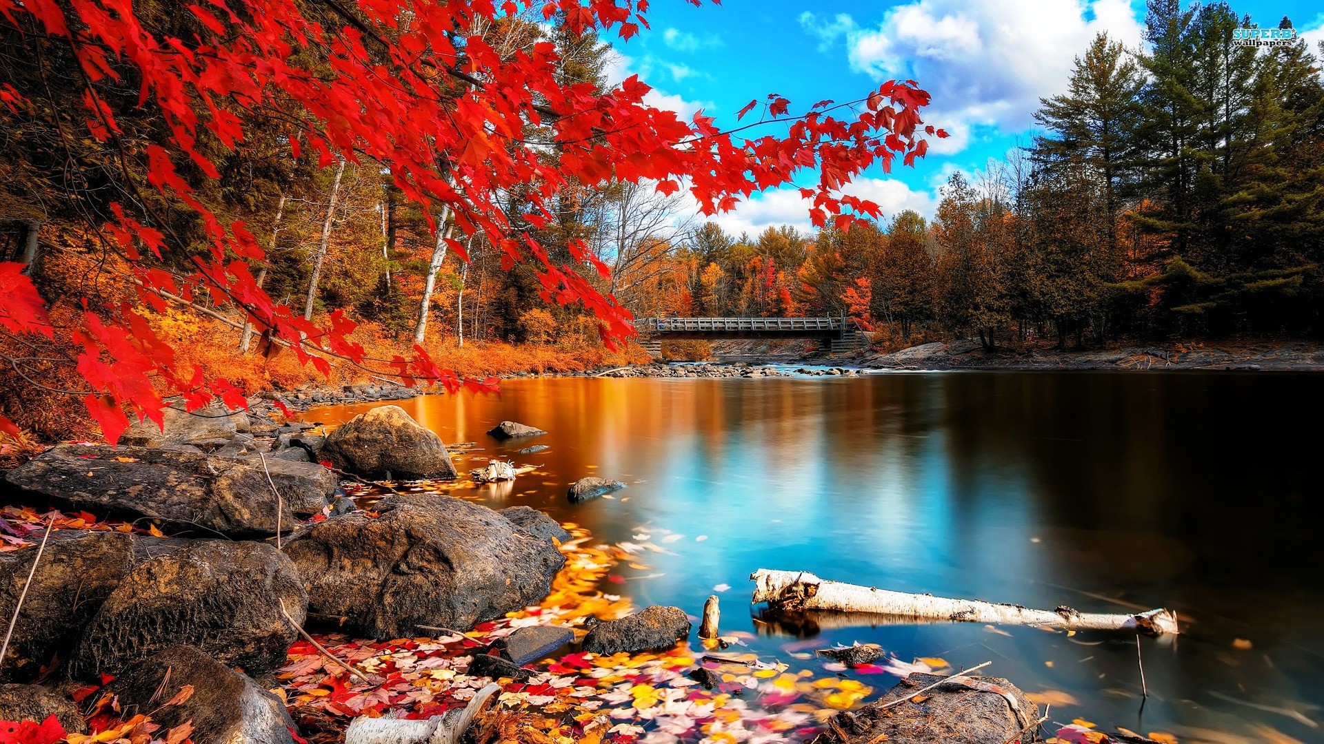http://www.zastavki.com/pictures/originals/2013/Nature___Seasons___Autumn___Red_autumn_041232_.jpg