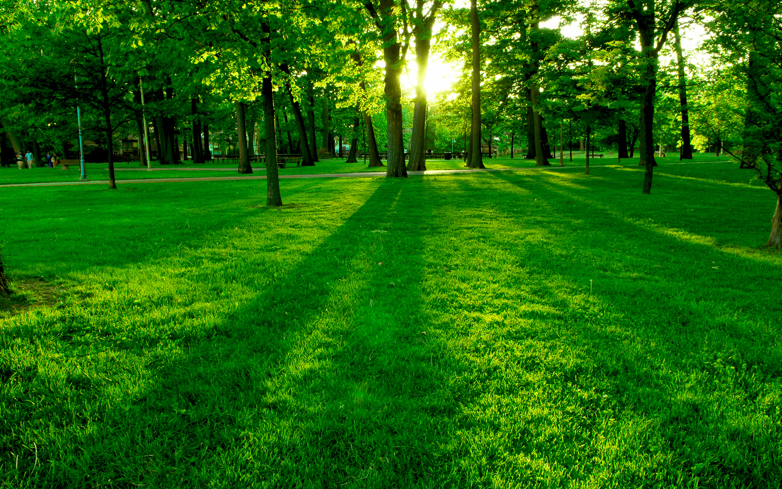 Green grass, Park, Spring day wallpapers and images
