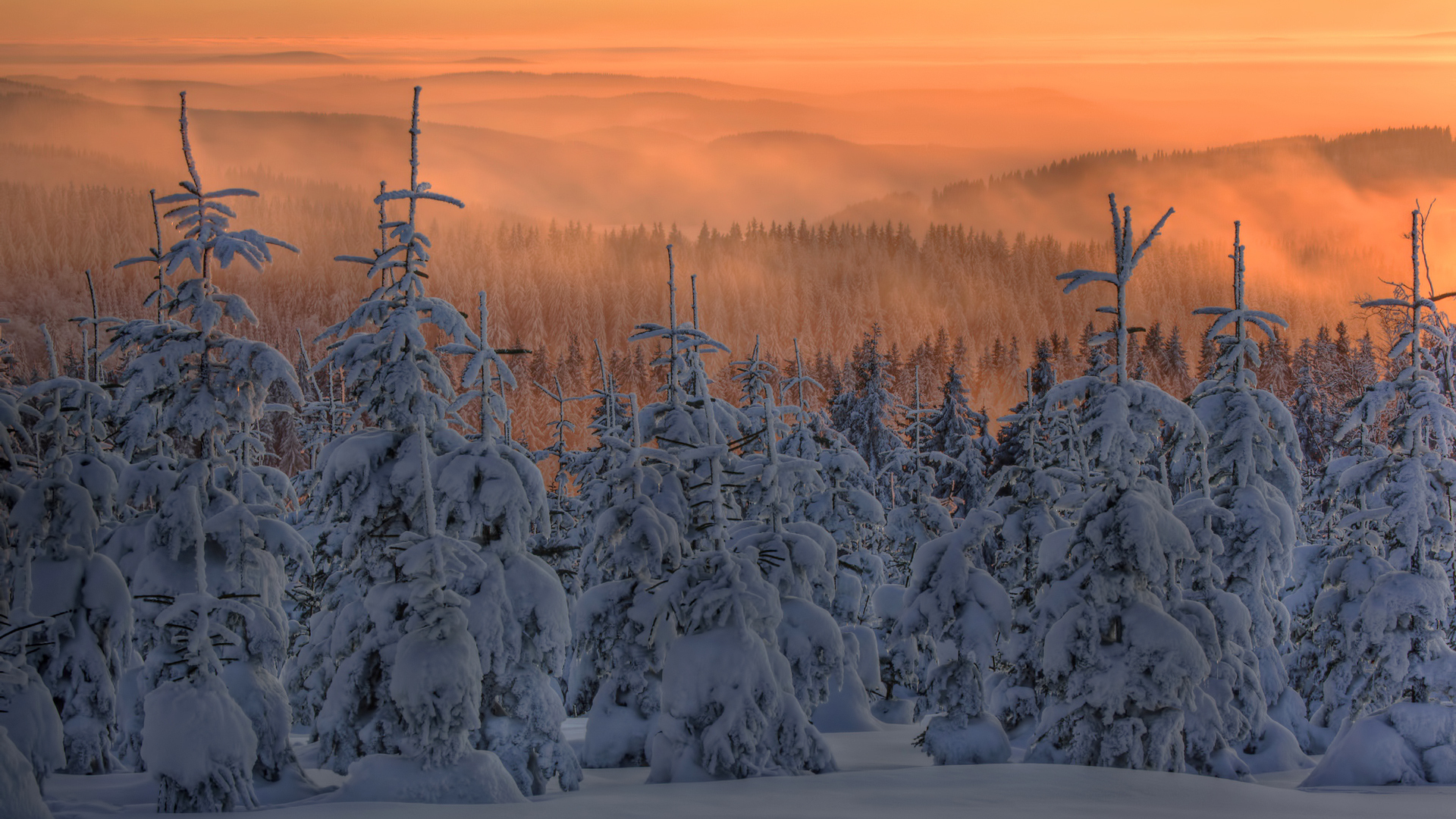 Winter forest on sunset background wallpapers and images wallpapers