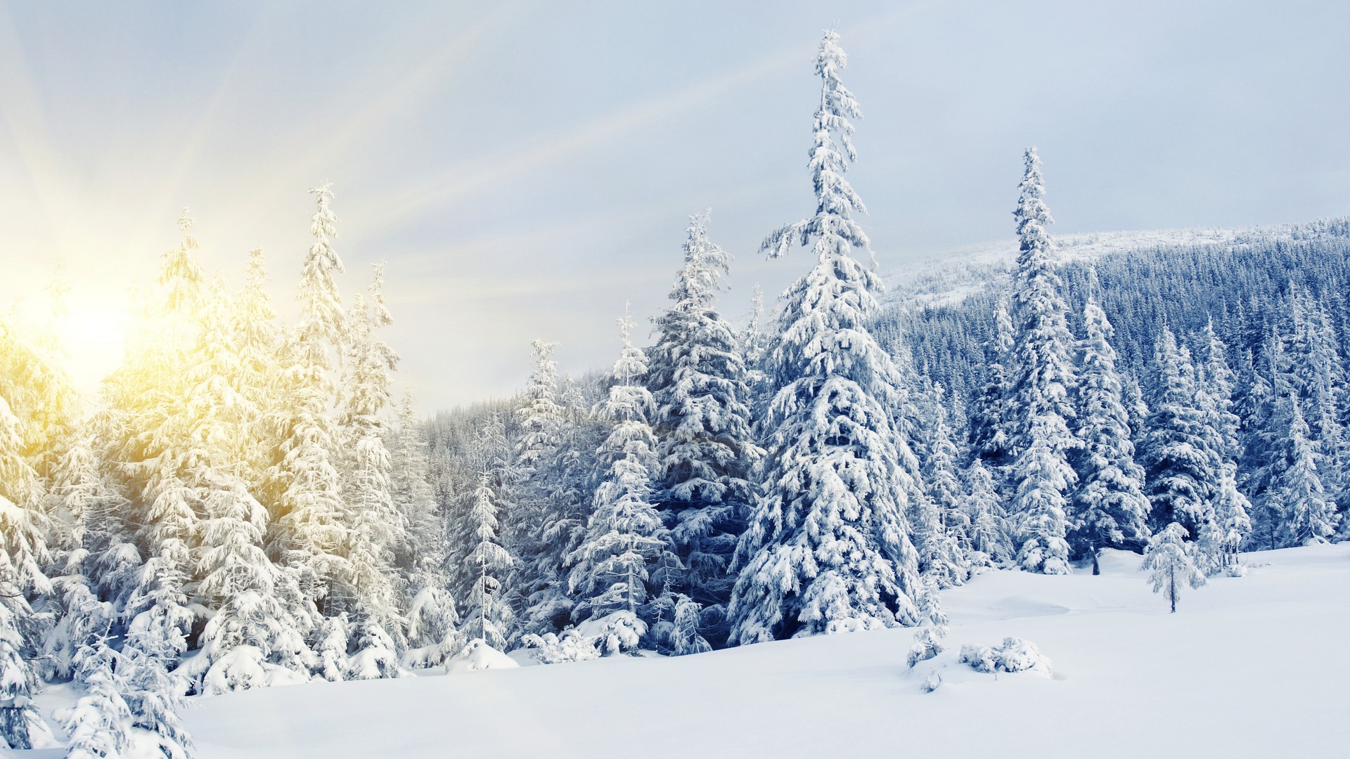 Winter snow-covered trees wallpapers and images - wallpapers, pictures