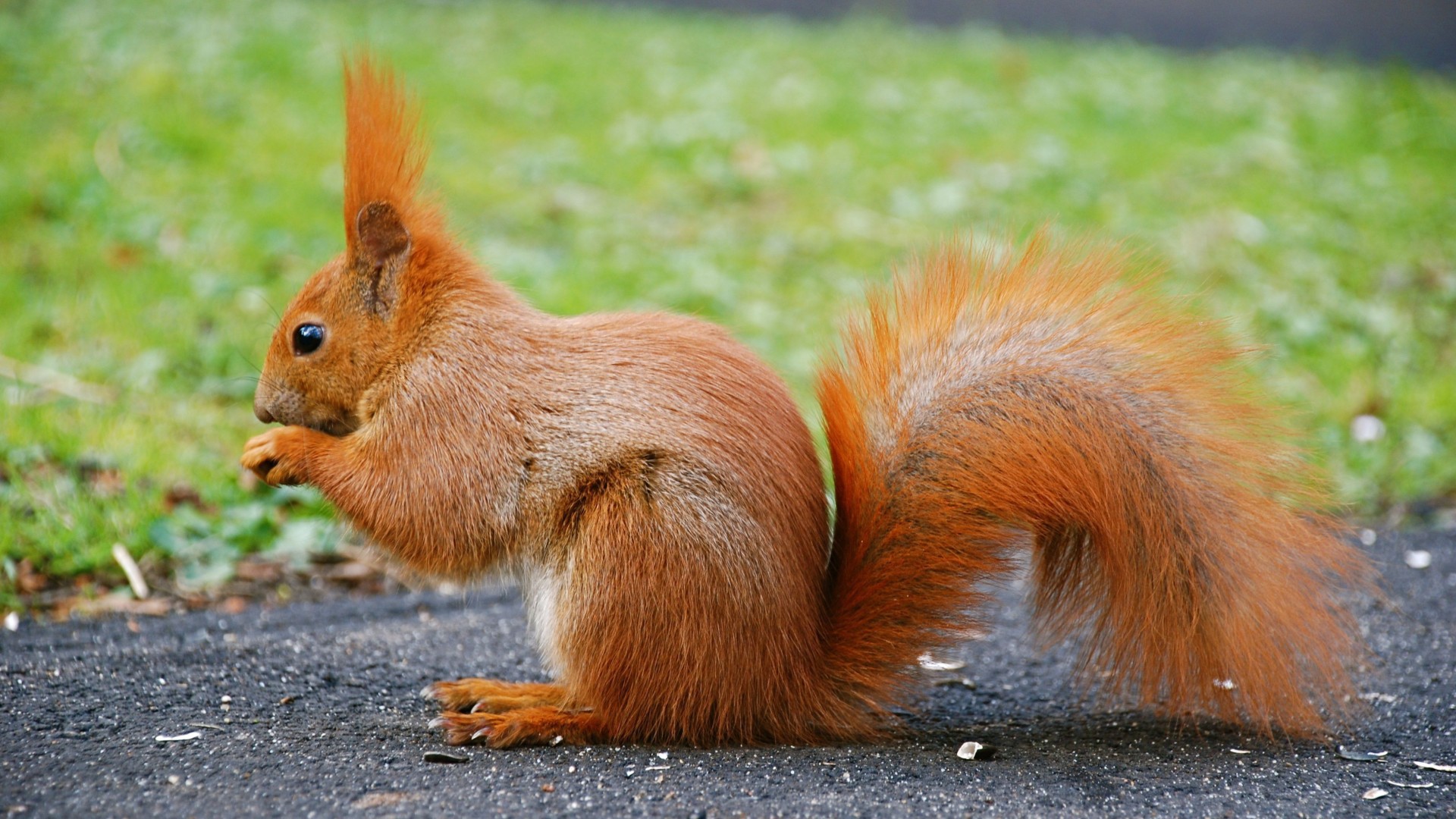 Orange squirrel wallpapers and images - wallpapers 