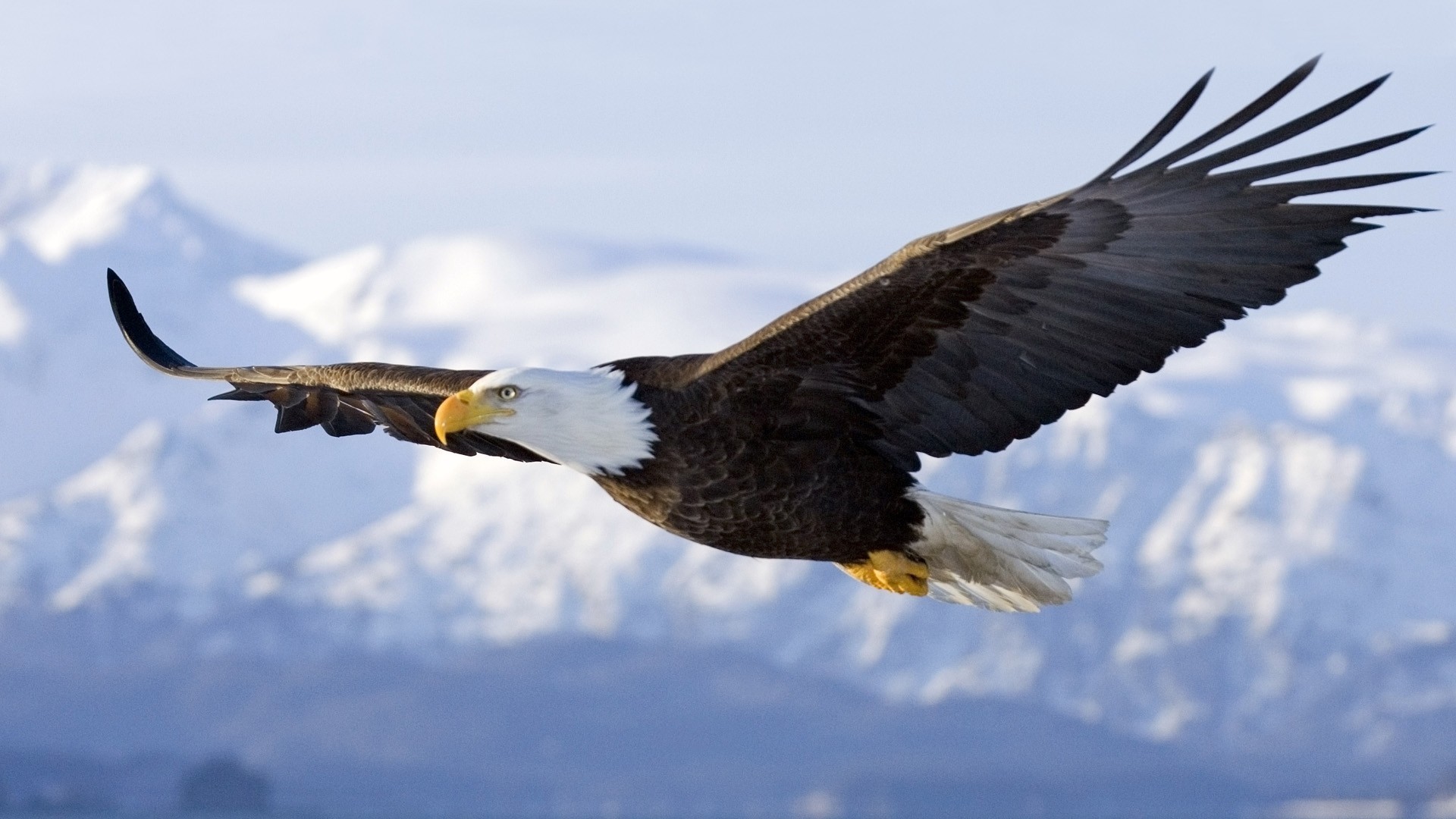The eagle soars over the mountains wallpapers and images wallpapers