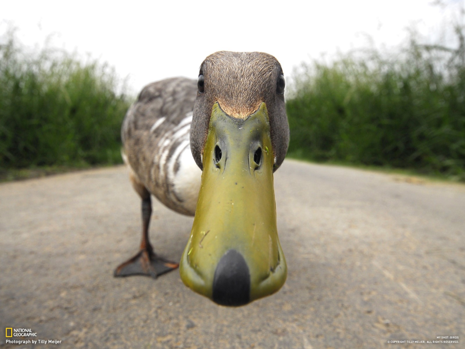 Duck nose wallpapers and images wallpapers, pictures, photos