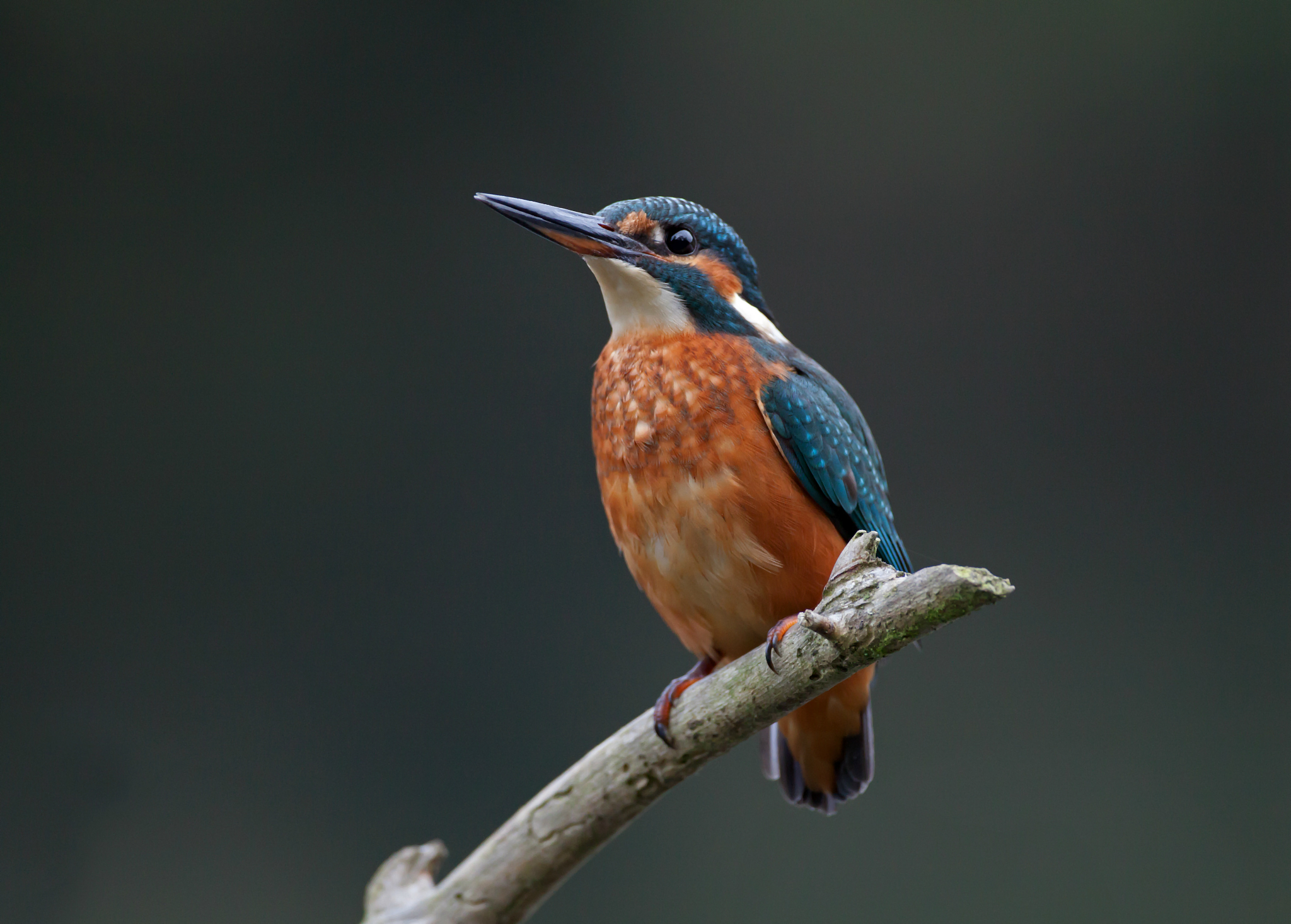 Kingfisher sitting on a branch wallpapers and images wallpapers