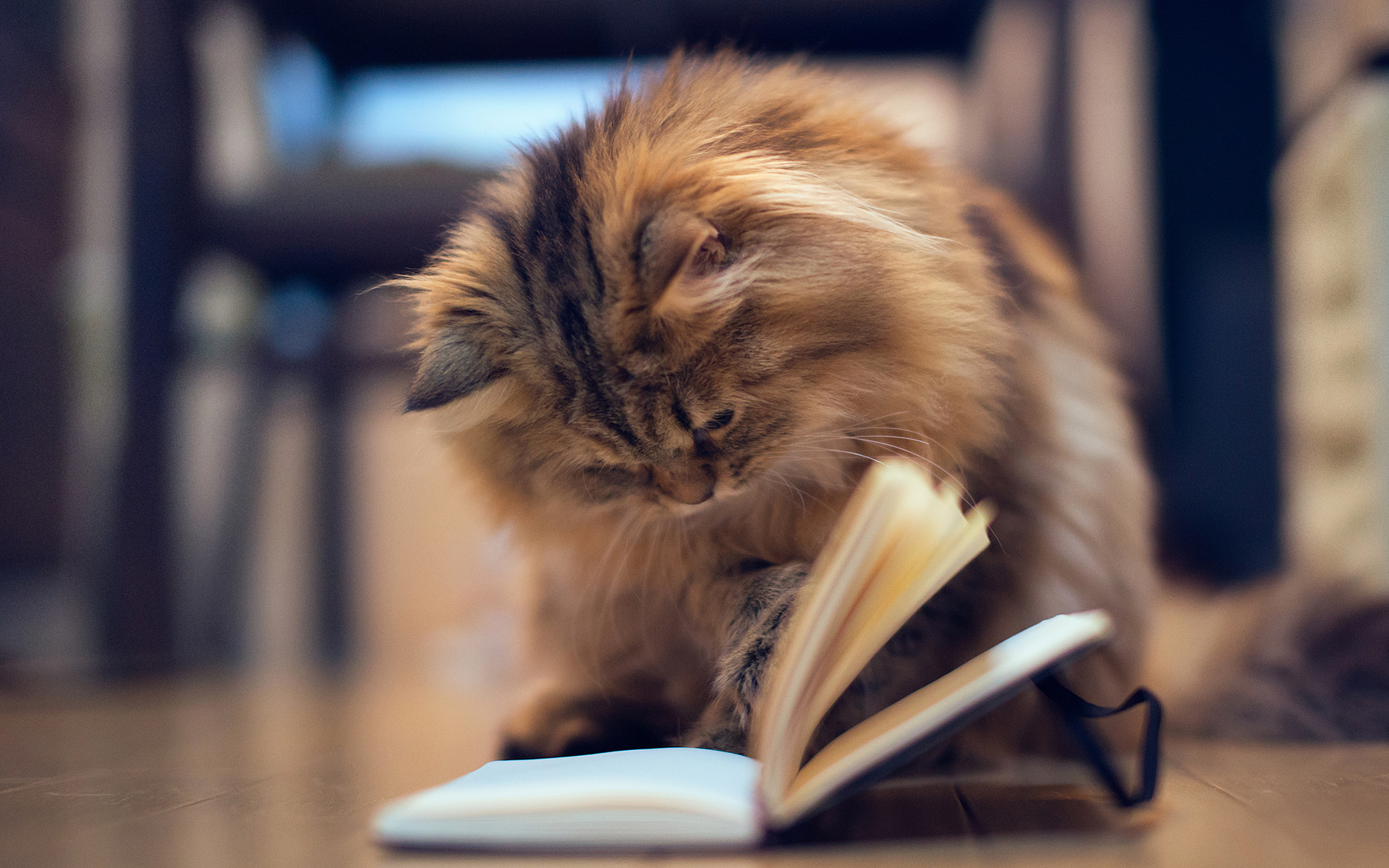 Cat reading a book wallpapers and images - wallpapers, pictures, photos