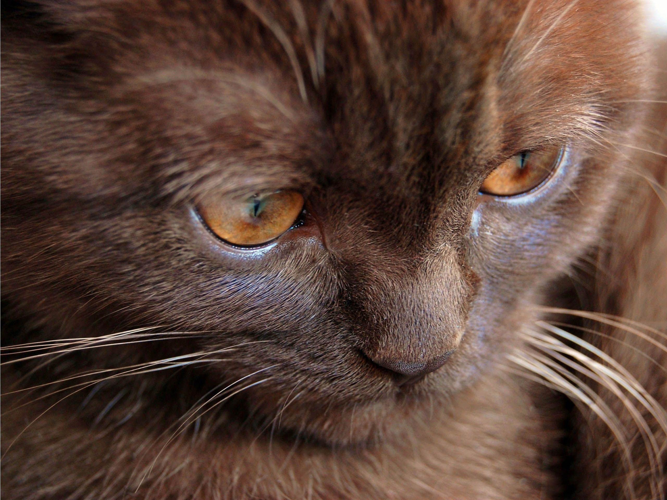 Kitten York Chocolate Cat wallpapers and images wallpapers, pictures