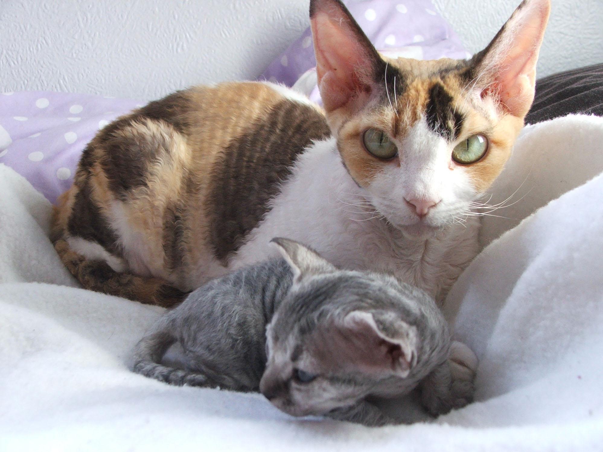 Mom Devon Rex Kitten With Wallpapers And Images Wallpapers Pictures Photos
