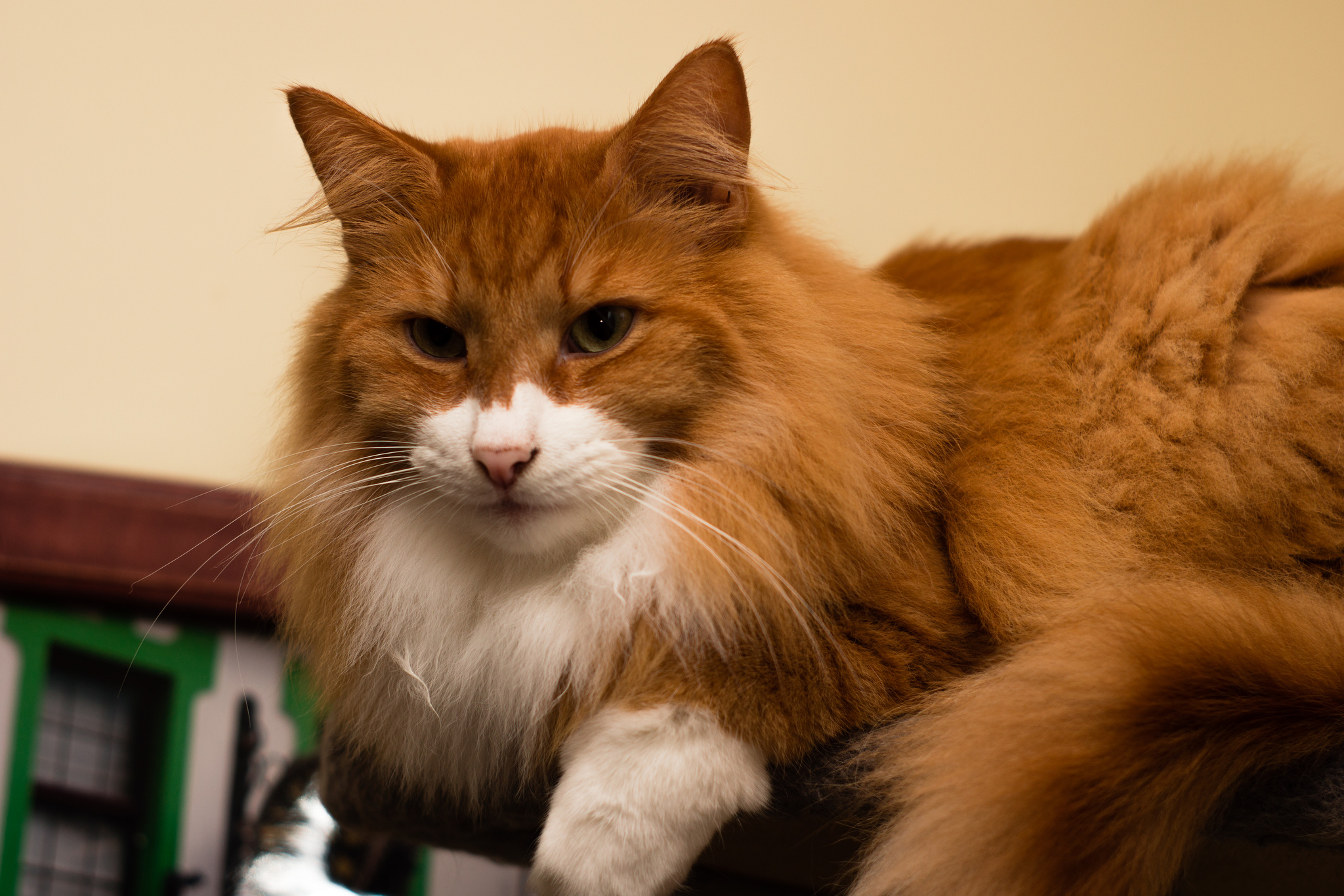 Redhaired Norwegian Forest Cat wallpapers and images wallpapers