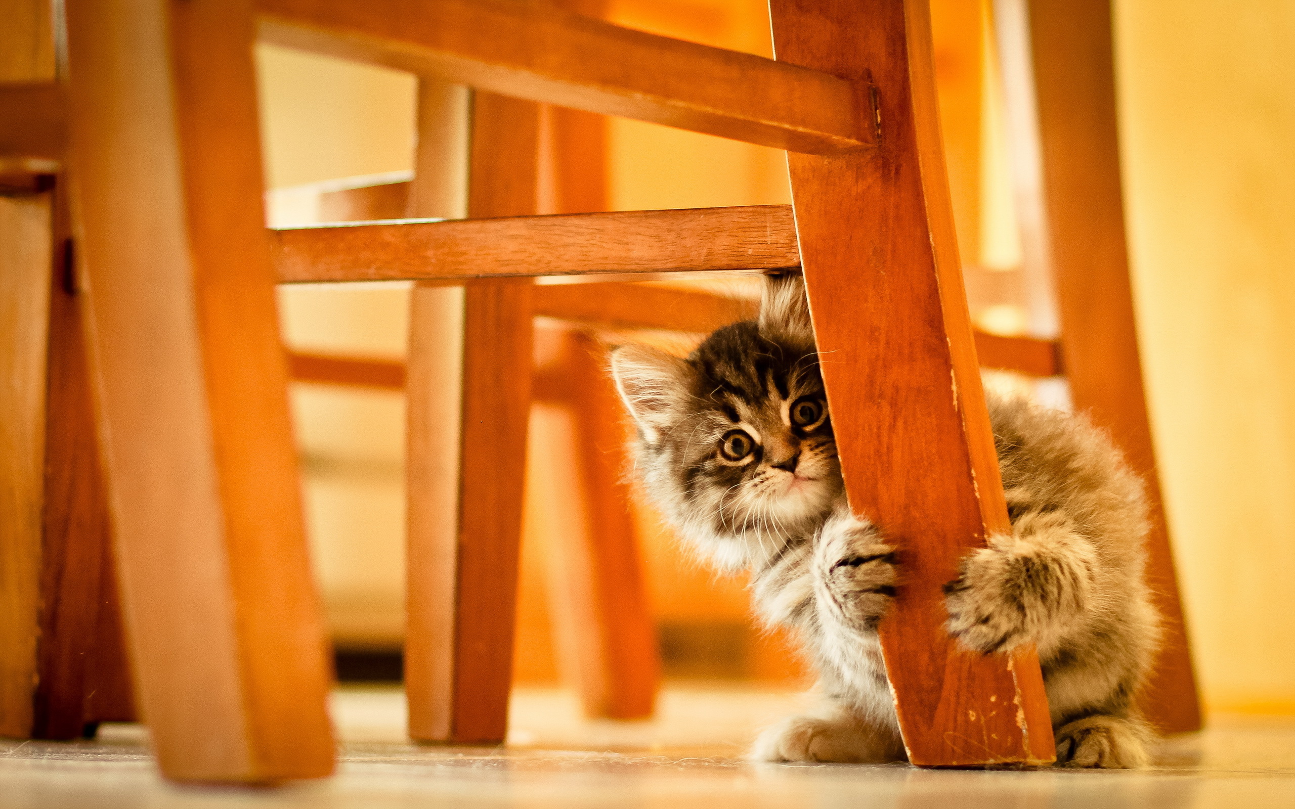 The kitten under the chair wallpapers and images ...