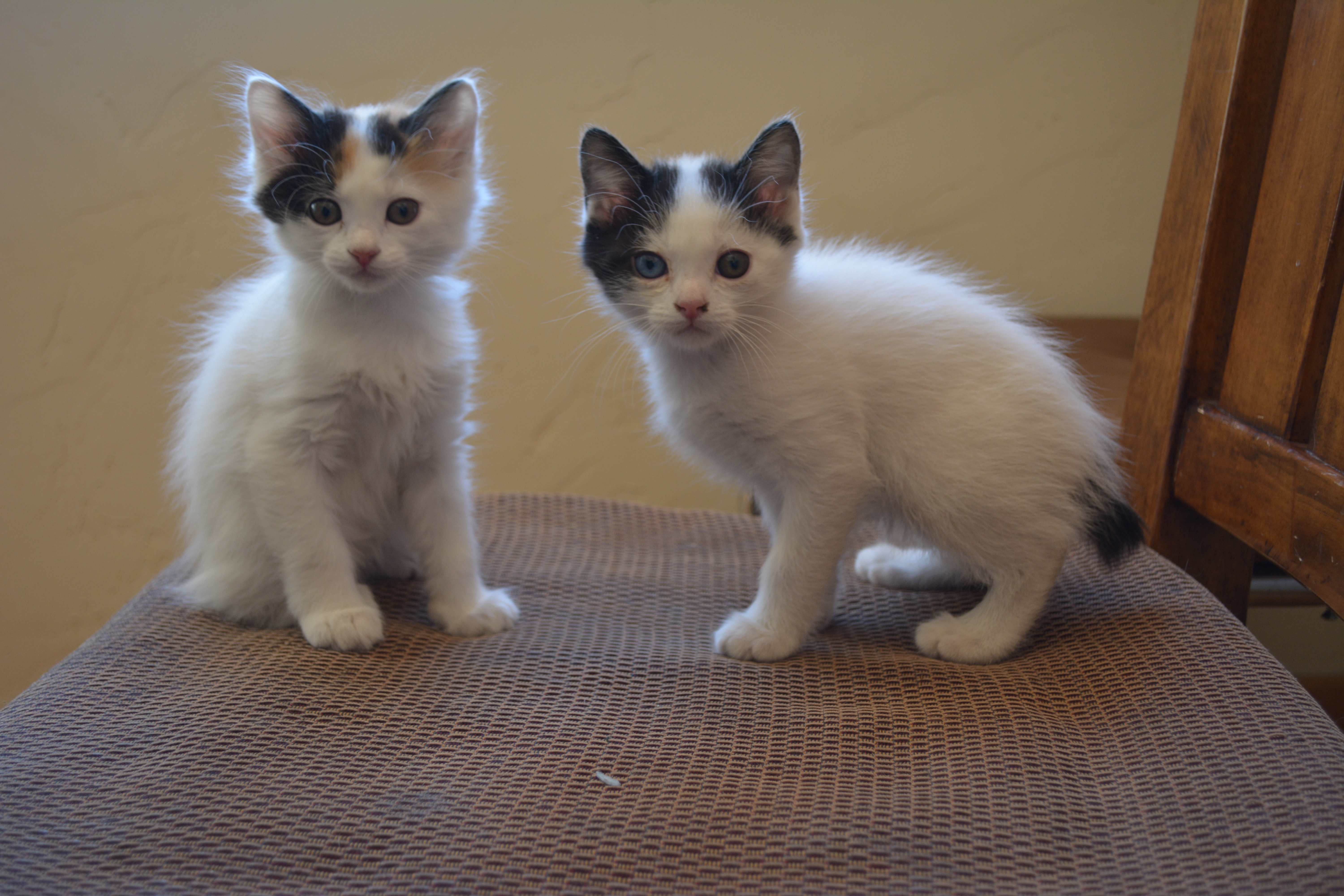 Two kittens Japanese Bobtail wallpapers and images ...
