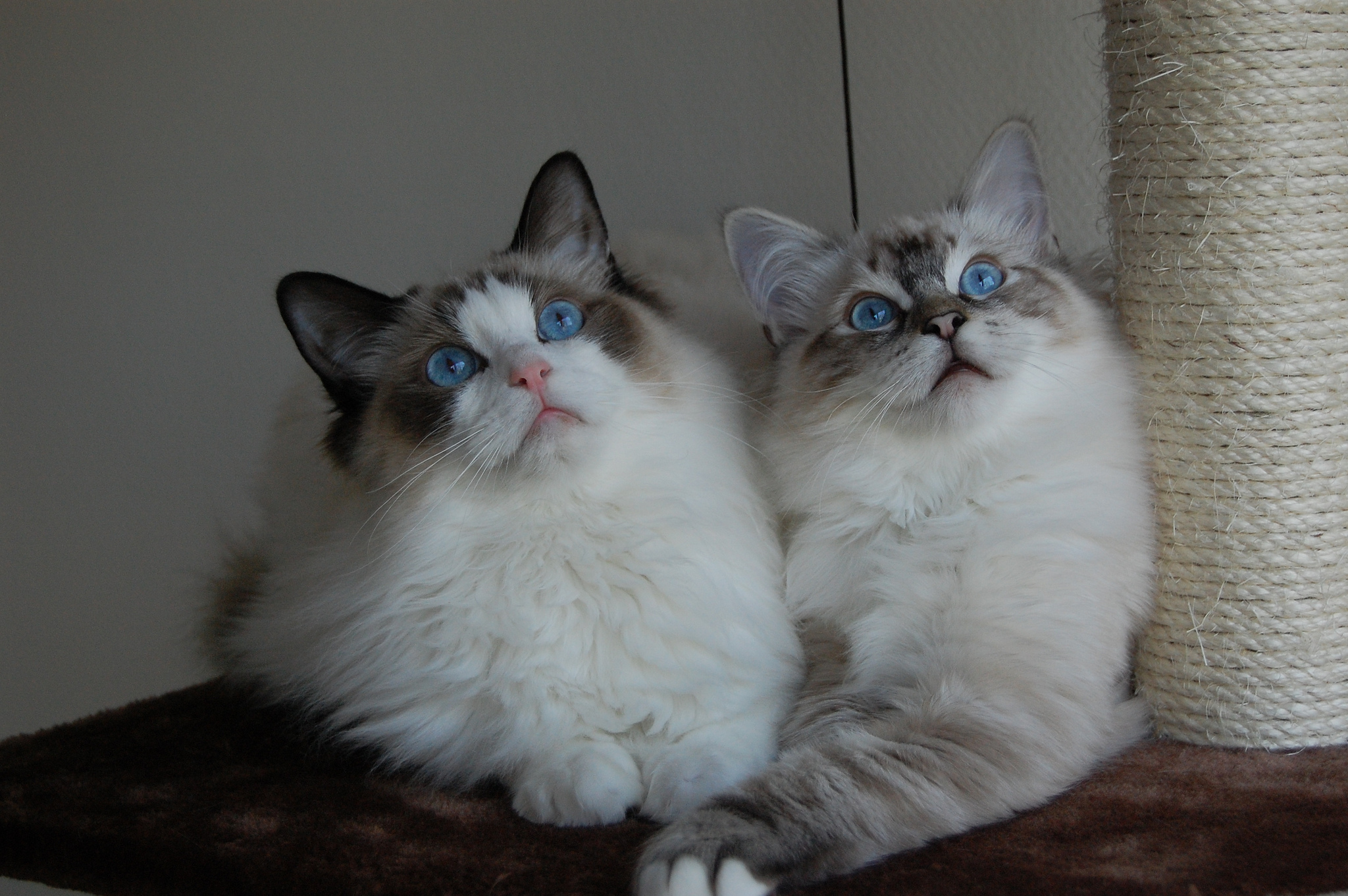 Two ragdoll cat wallpapers and images wallpapers, pictures, photos