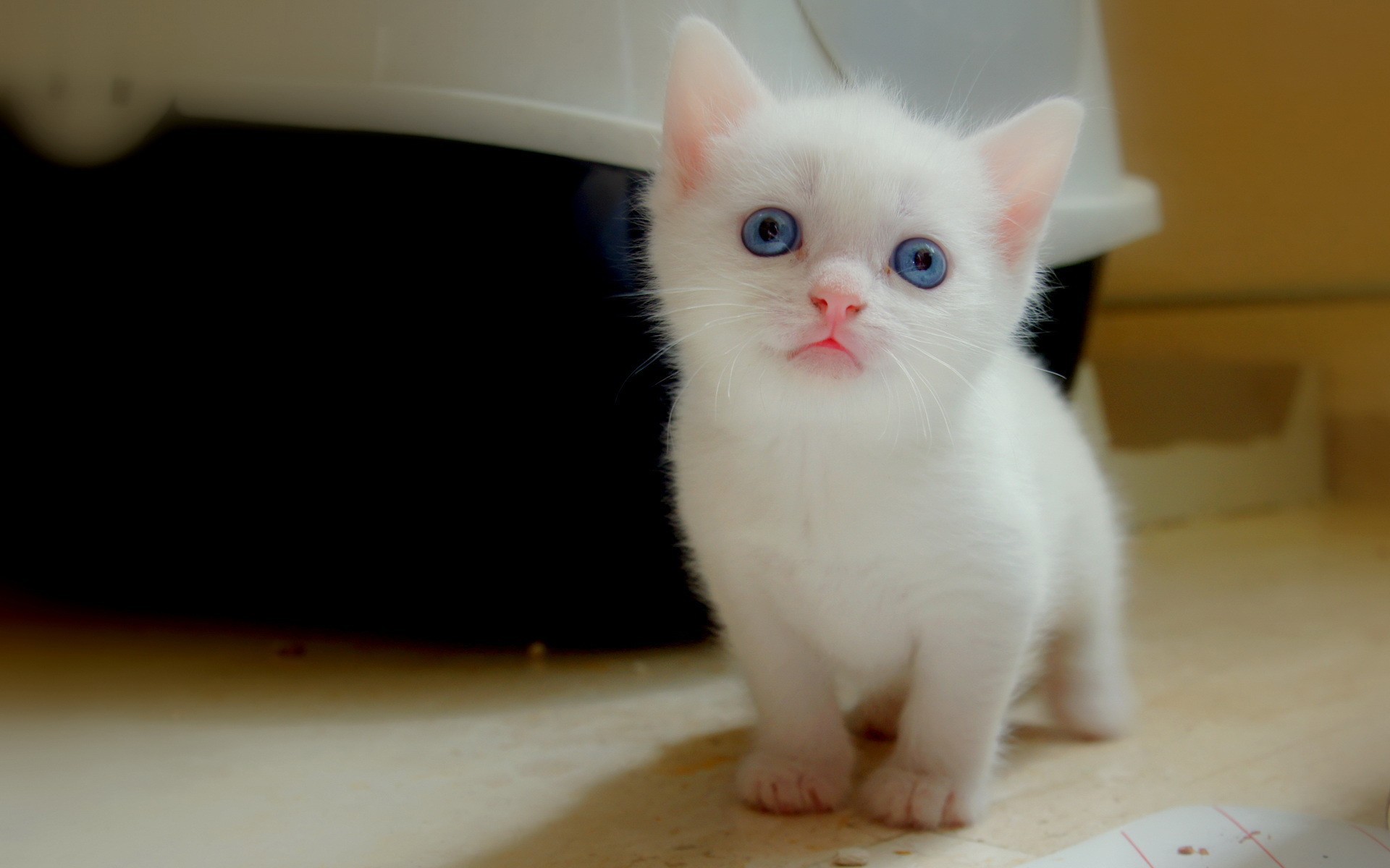 White kitten with blue eyes wallpapers and images wallpapers
