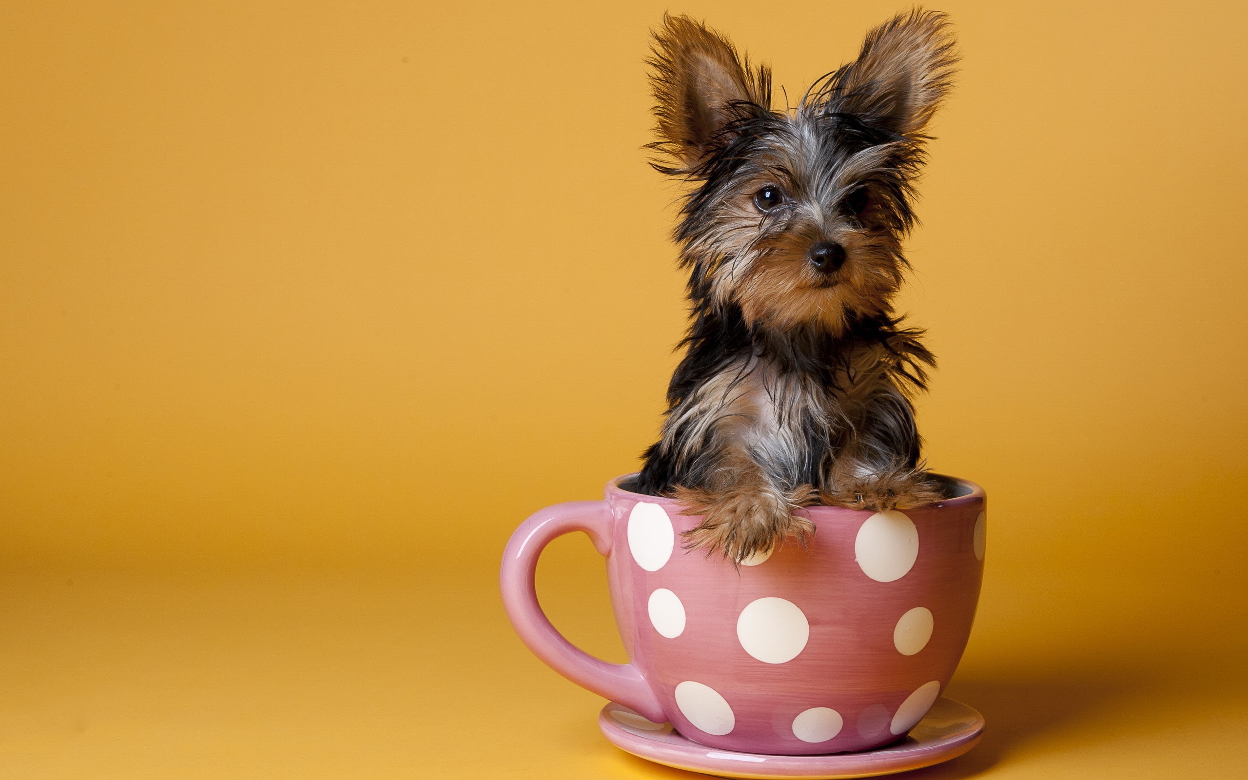 Dog in a Cup wallpapers and images - wallpapers, pictures, photos