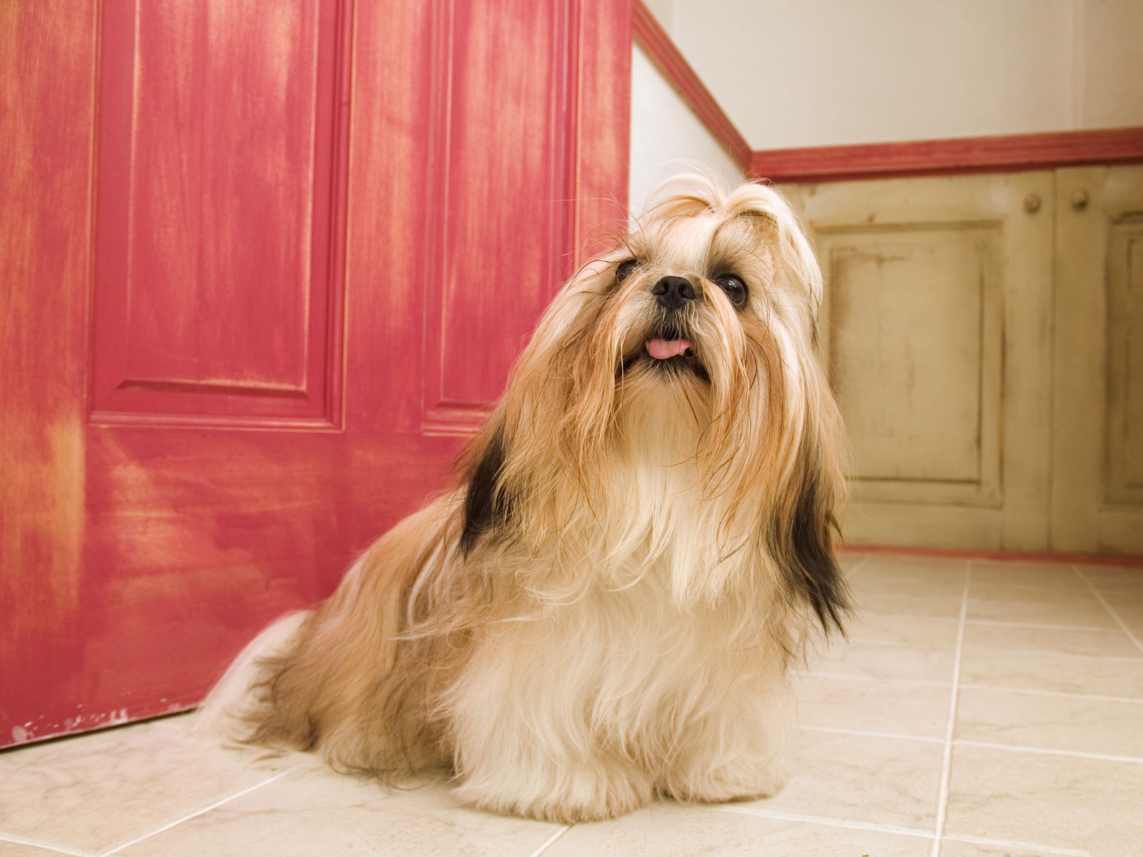 Long Hair Shih Tzu Wallpapers And Images Wallpapers Pictures