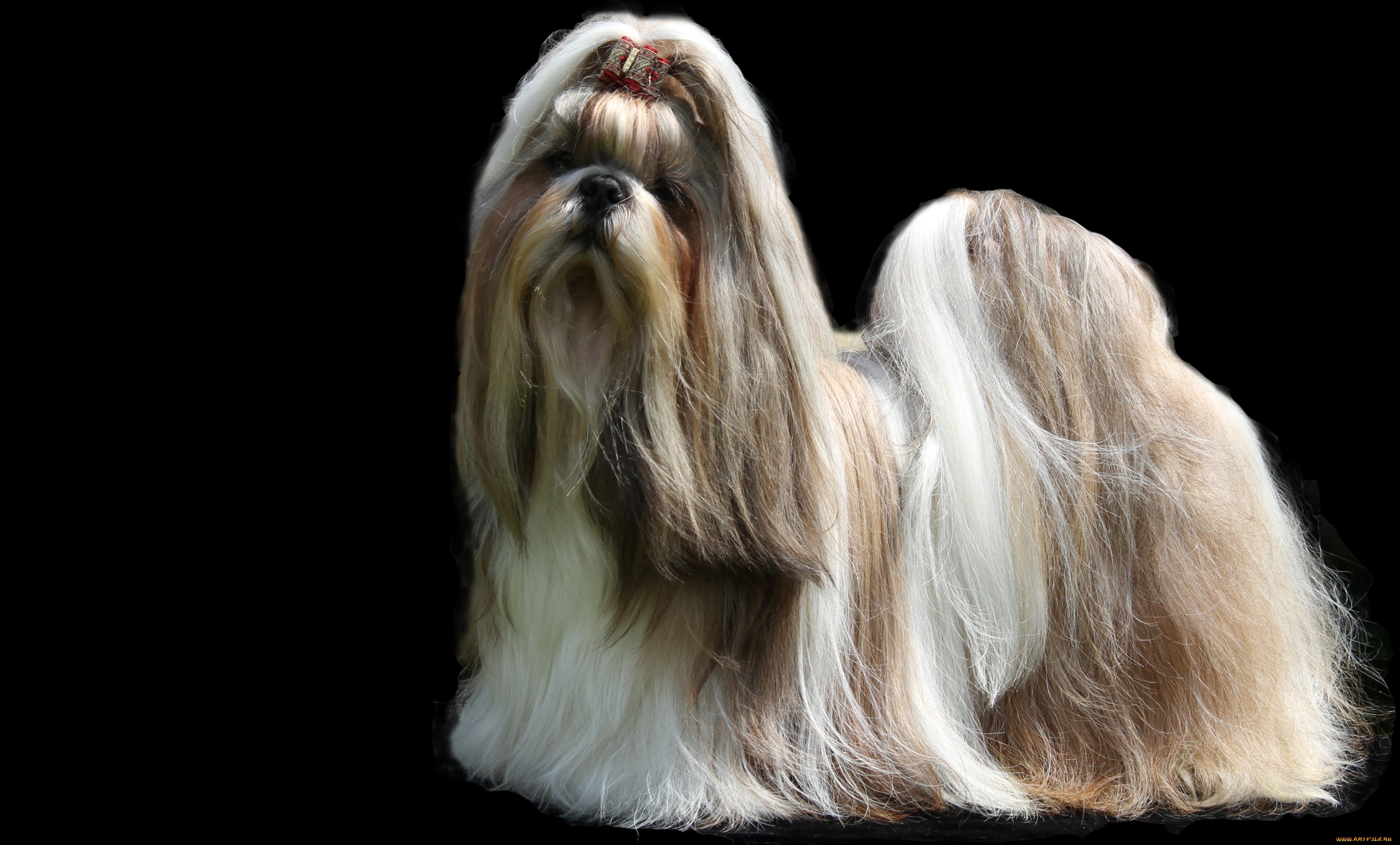 Shih Tzu Dogs With Long Hair Wallpapers And Images Wallpapers