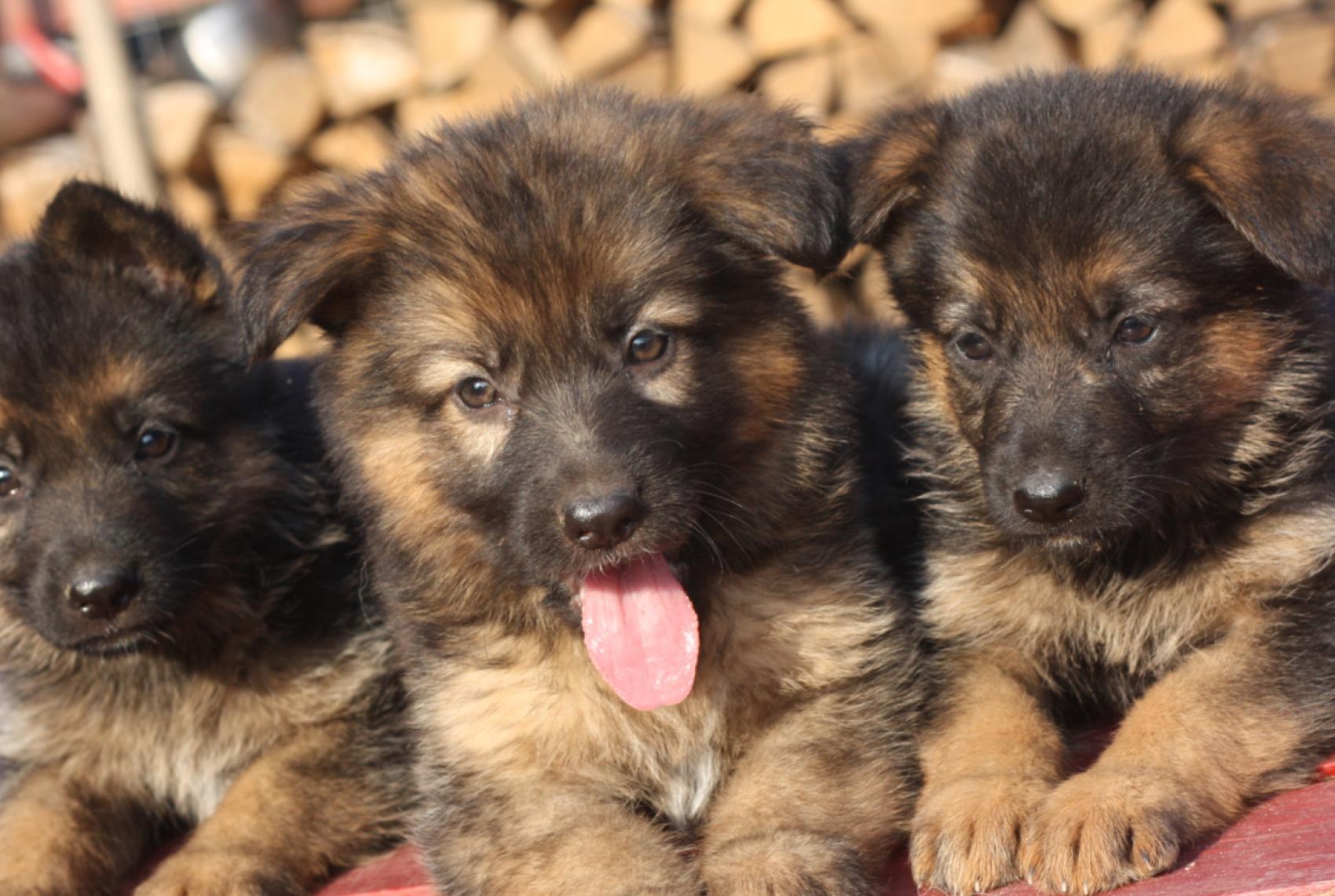 Three German Shepherd puppy wallpapers and images ...