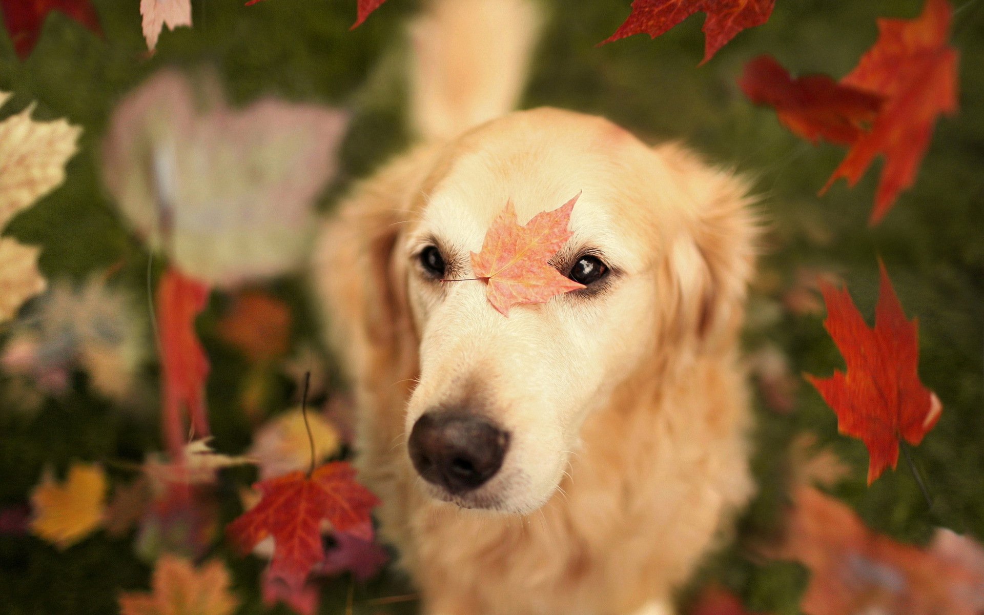 Dog with autumn leaves wallpapers and images wallpapers, pictures, photos