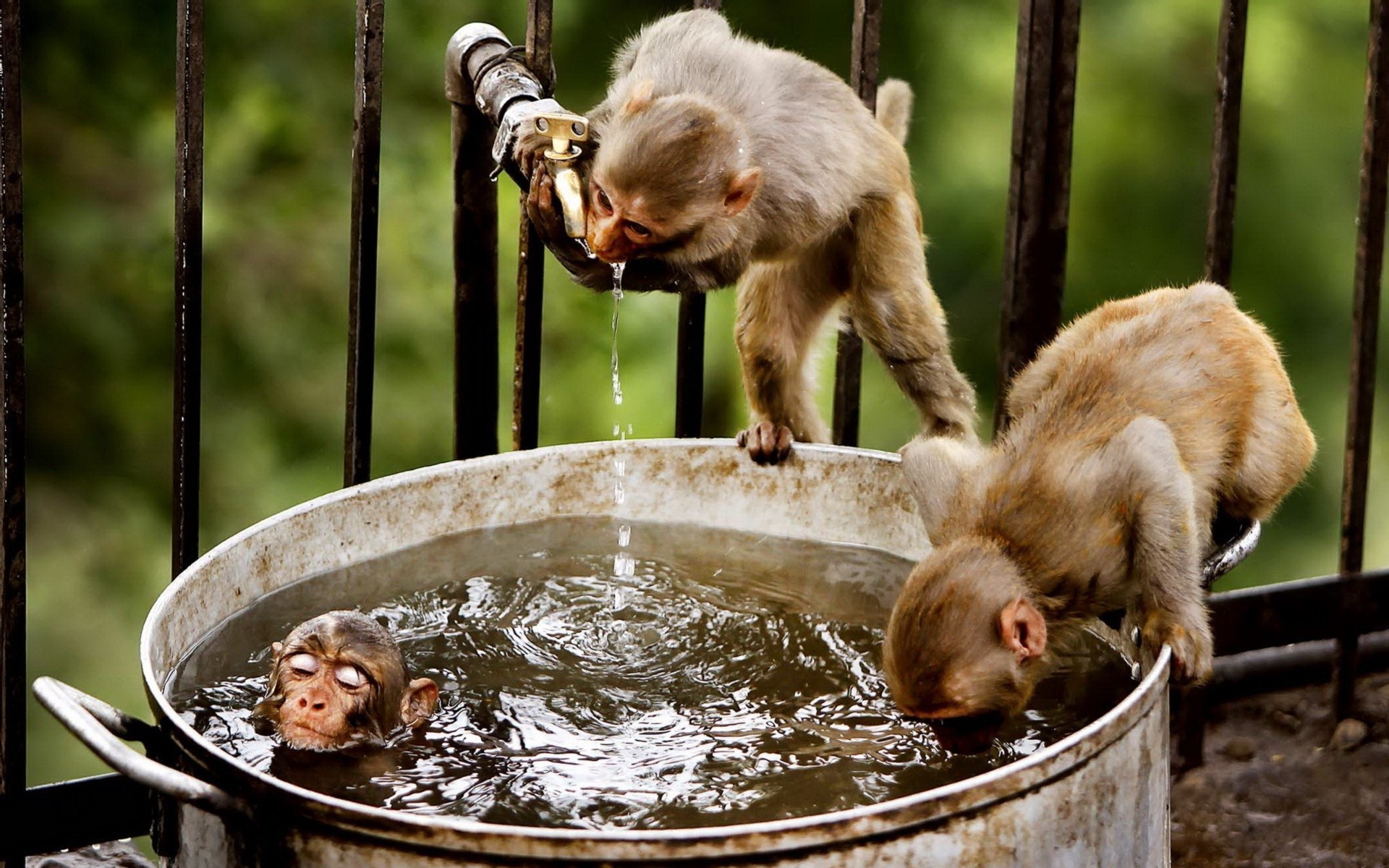 Monkey drink water and bathe wallpapers and images wallpapers