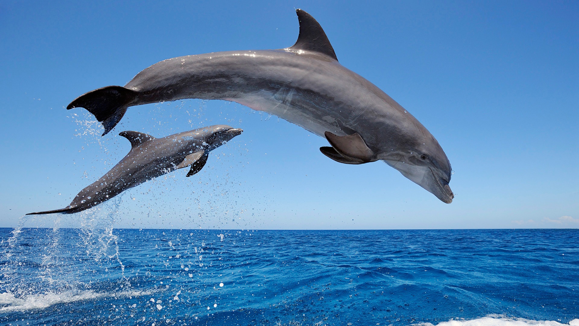 http://www.zastavki.com/pictures/originals/2014/Animals___Under_water_Common_bottlenose_dolphins_075992_.jpg