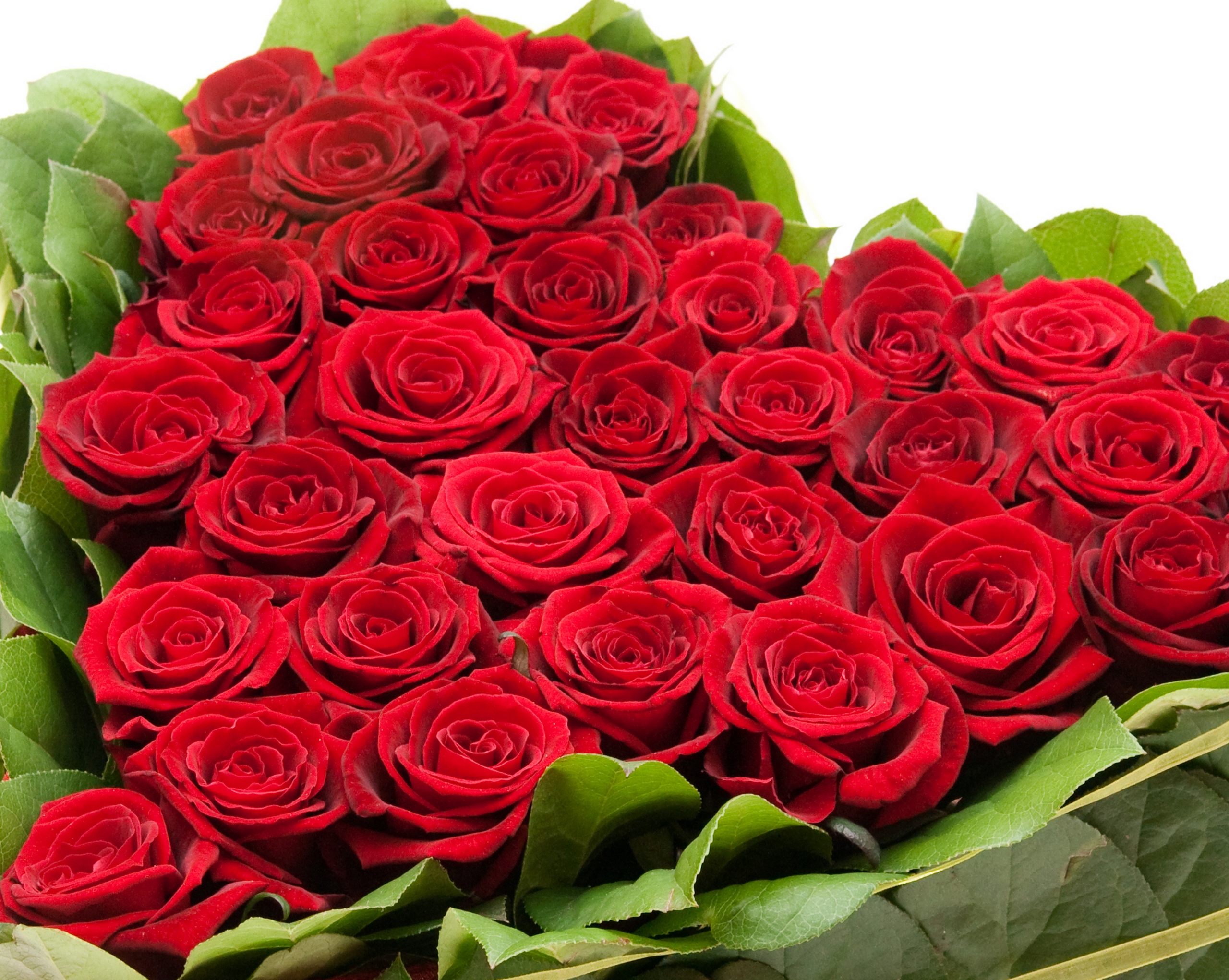 Bouquet of red roses on March 8 for girls wallpapers and ...