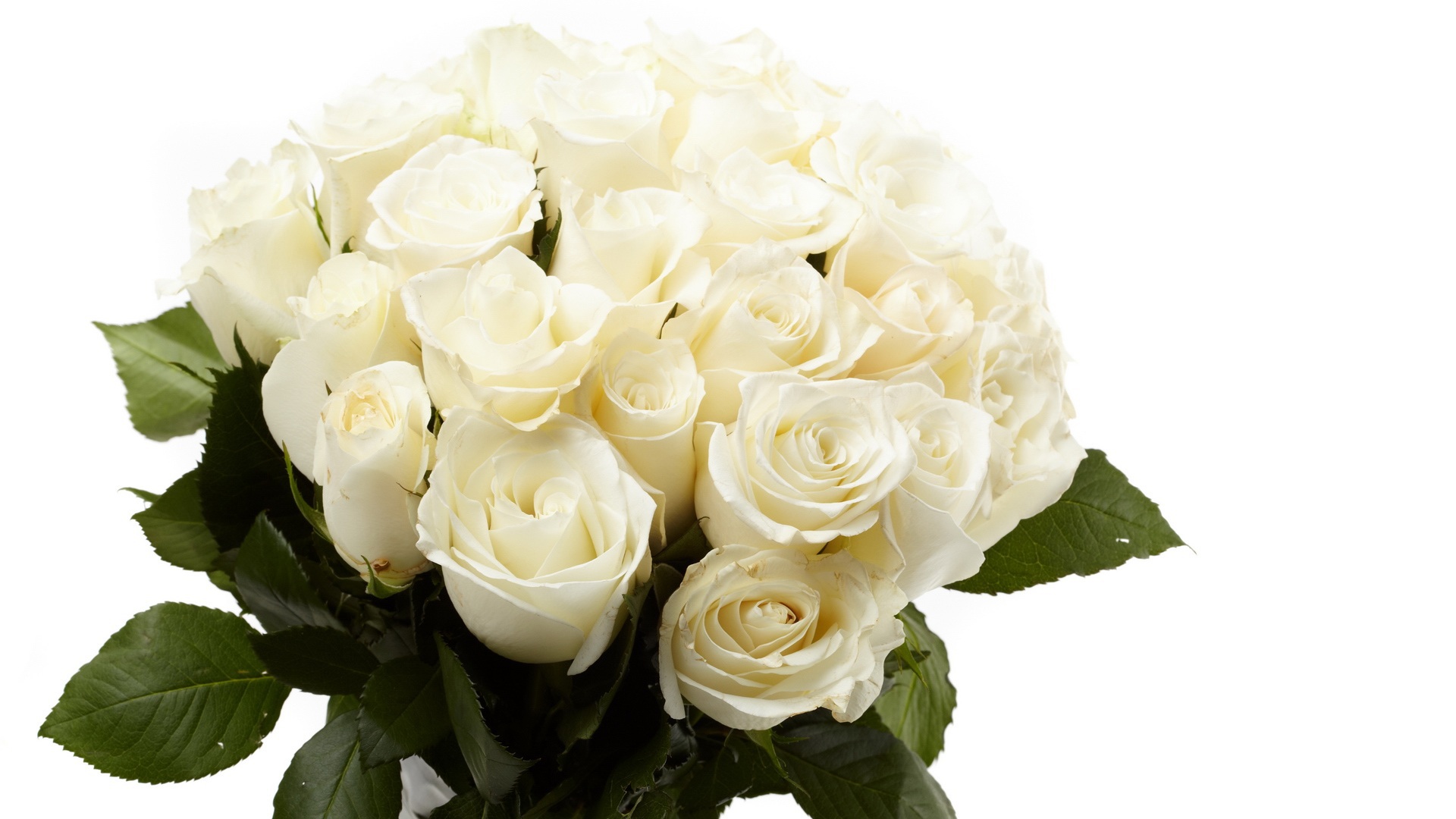 Рингтон белые розы скачать бесплатно