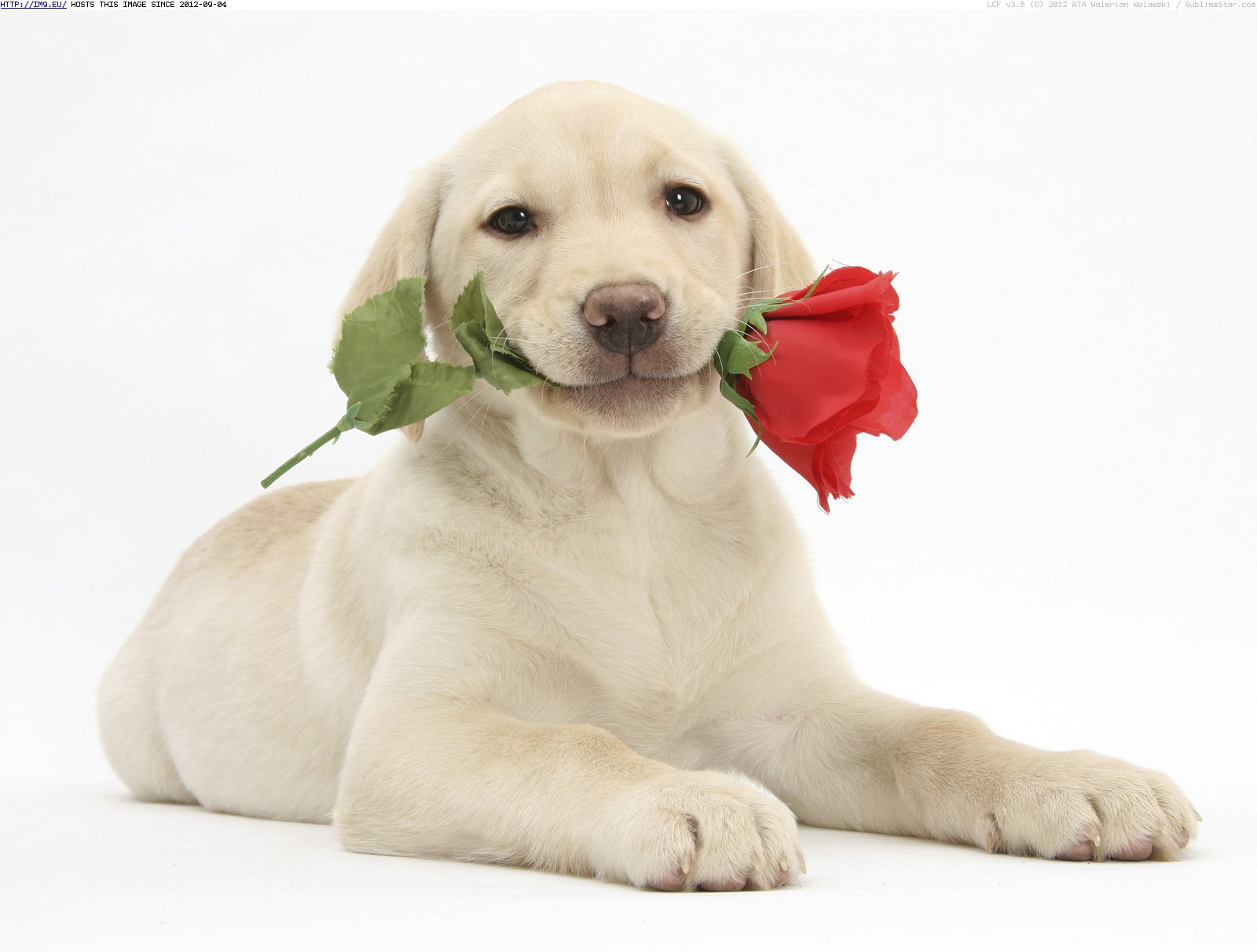 Holidays___Saint_Valentines_Day_Dog_with