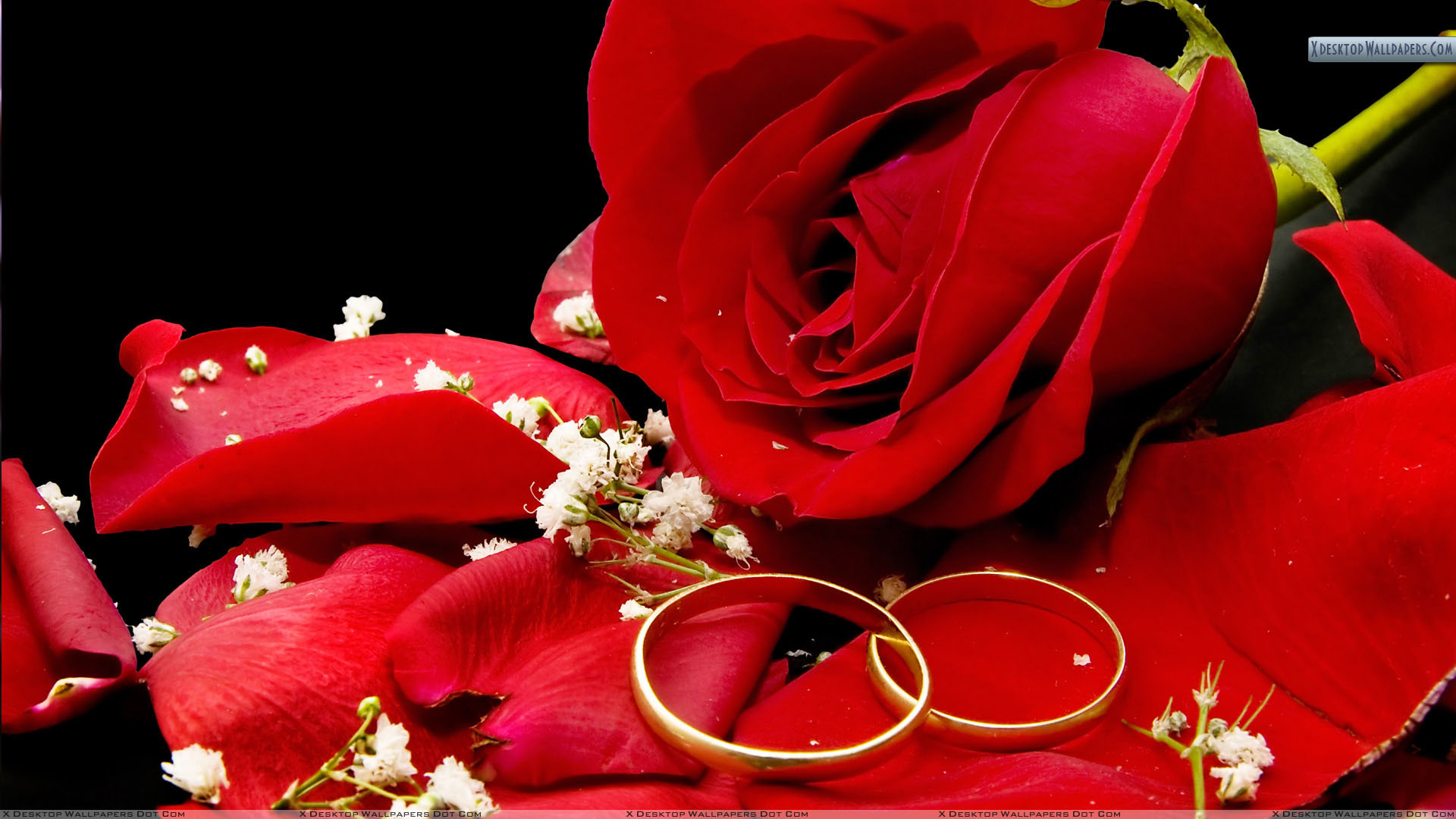 Red rose and wedding rings on a black background ...
