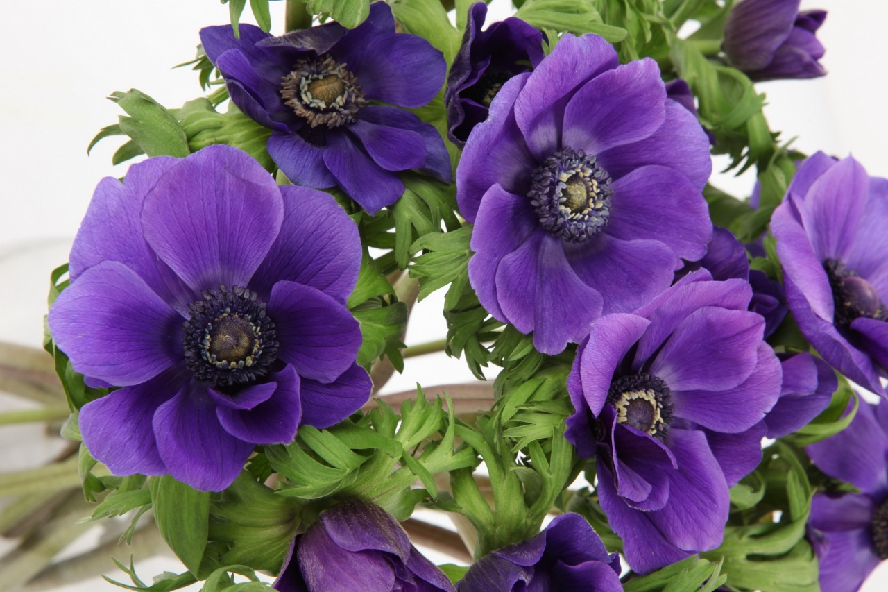 Anemone flower growing in the garden wallpapers and images - wallpapers