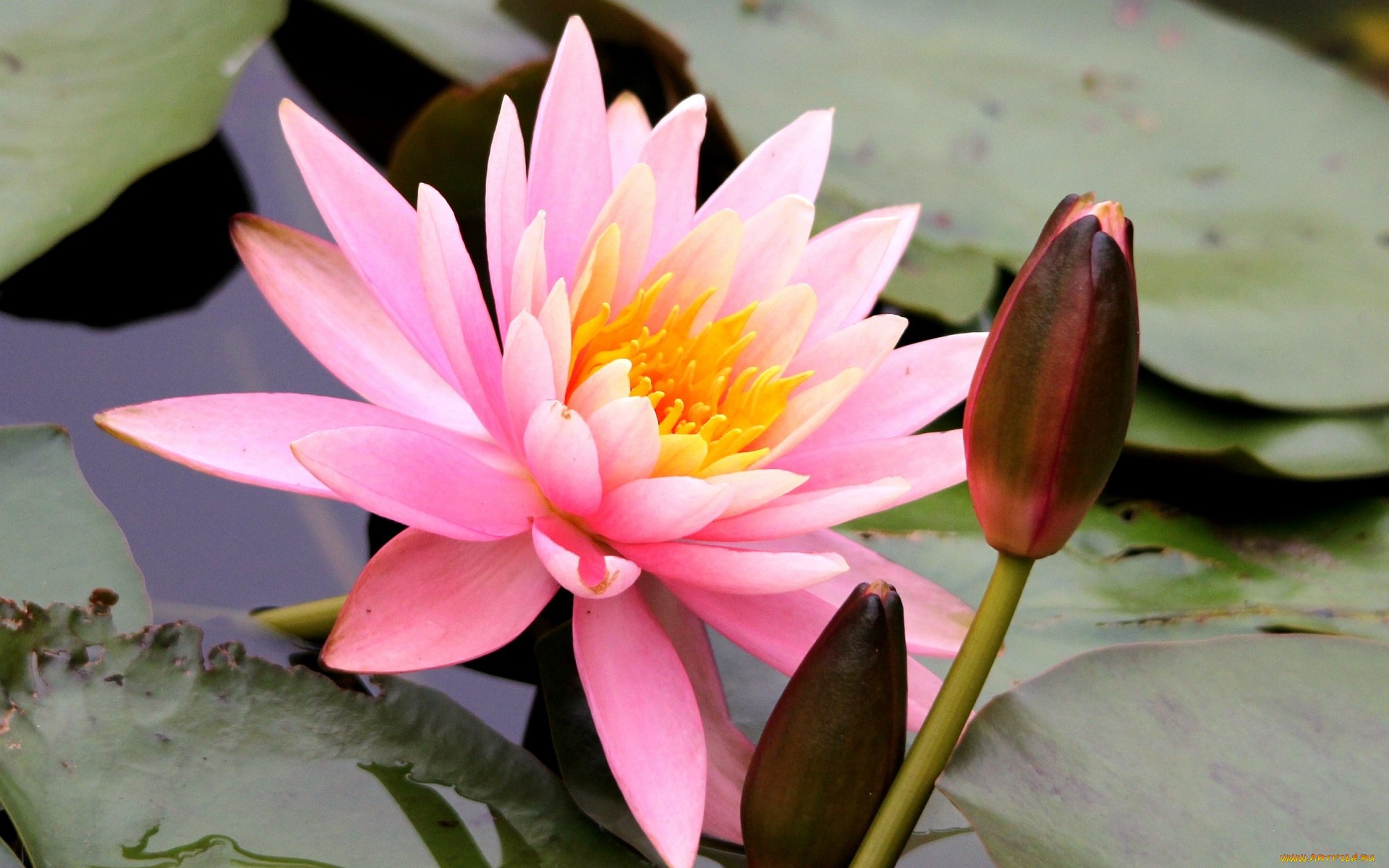 Beautiful flower Nymphea Water wallpapers and images ...